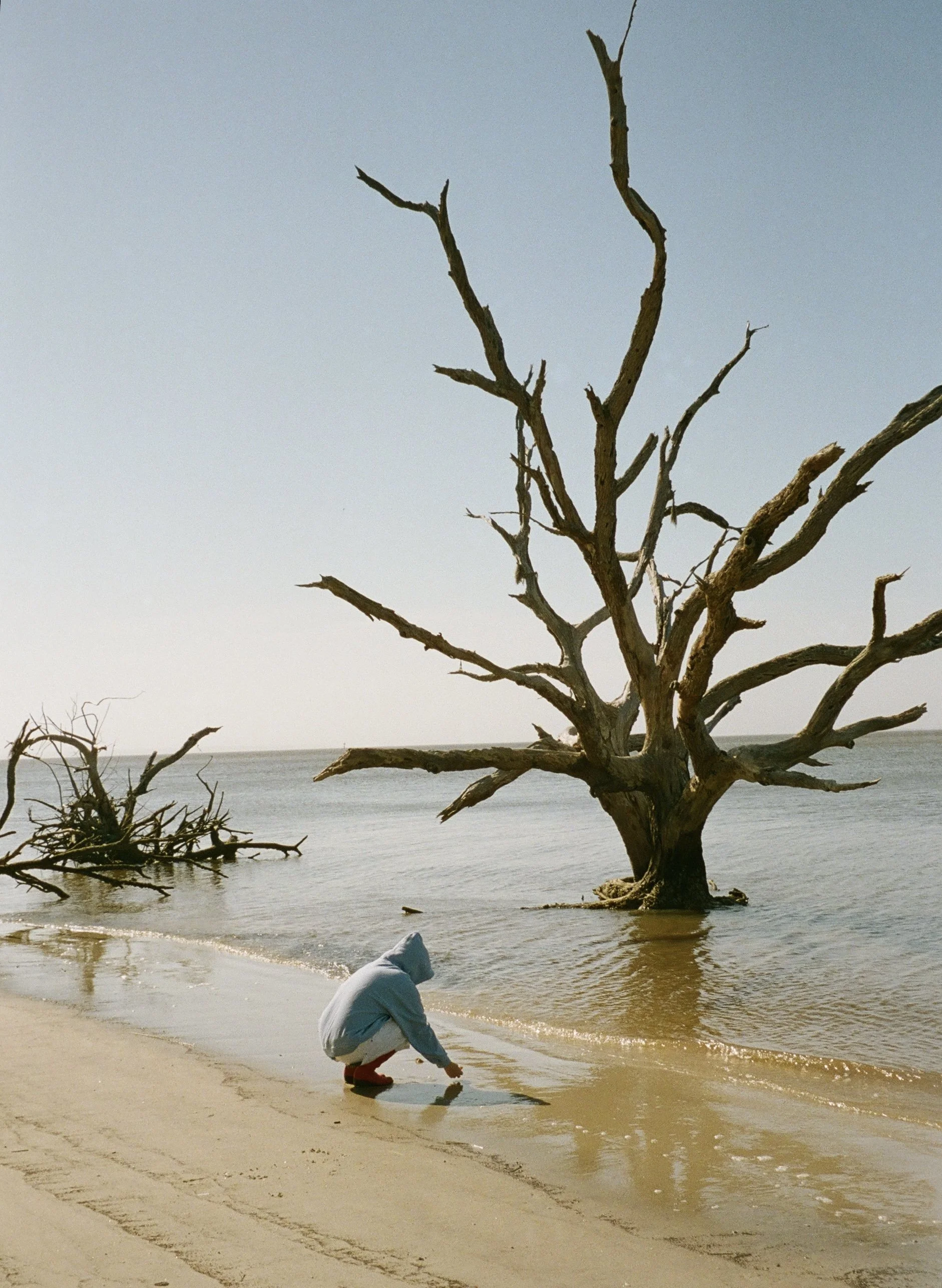 A person in a hoodie and shorts crouches by the water's edge on a beach, with a large, leafless tree standing in the water behind them and another fallen tree on the shore. The sky is clear and calm.