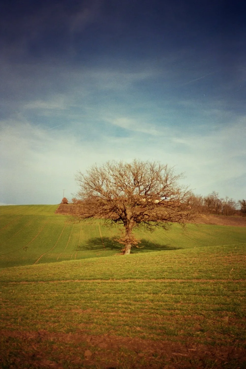 A solitary tree with bare branches on a gently sloping grassy hill under a partly cloudy sky.