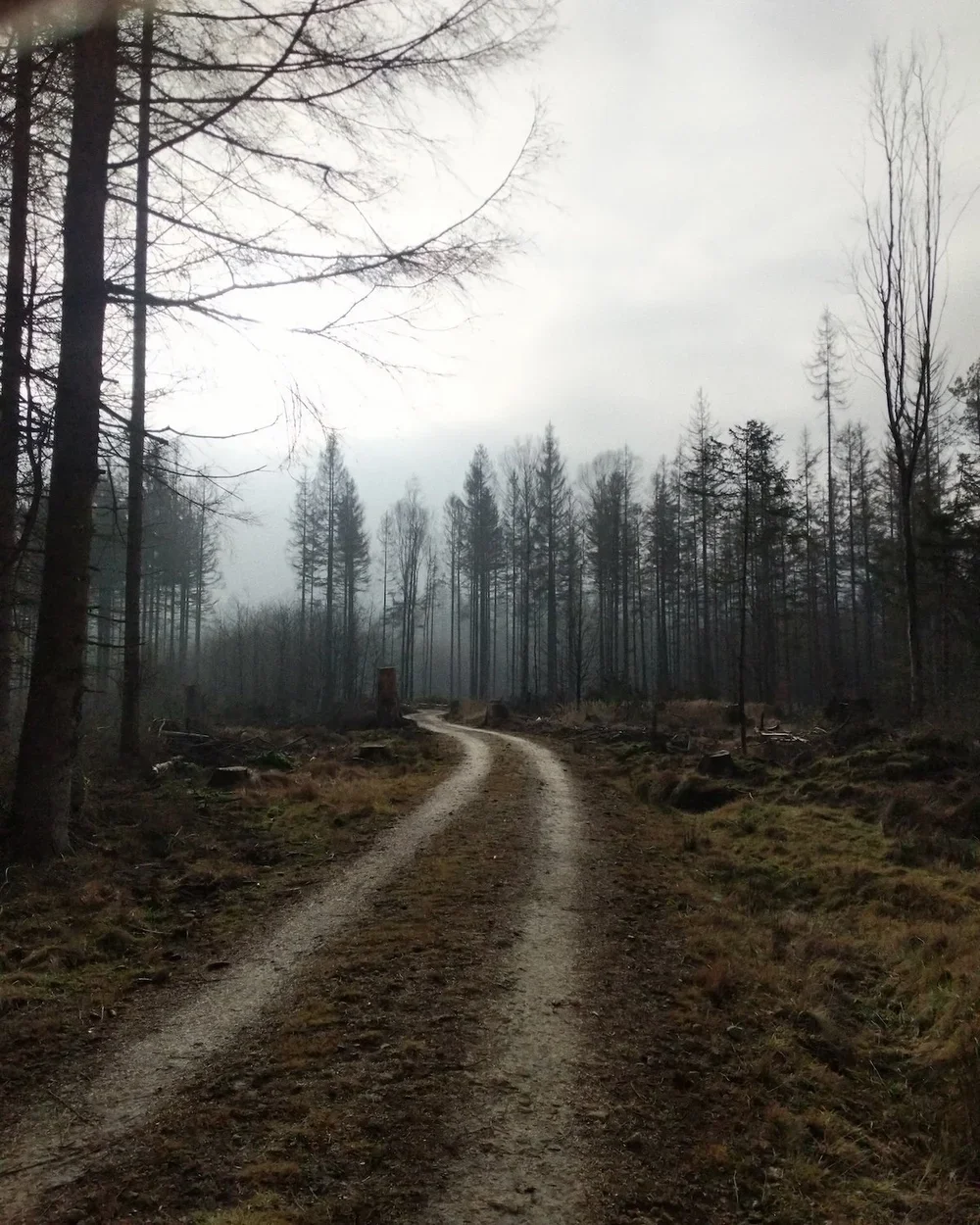 A dirt trail winding through a foggy, leafless forest with tall, sparse trees during a bleak, overcast day.