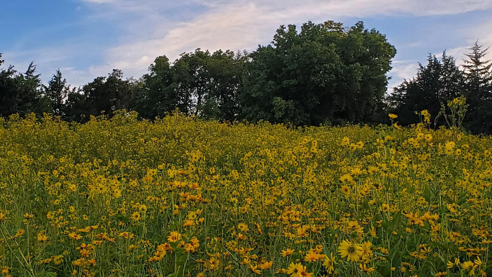 Mississippi Trails Hiking Club November 22 Hike