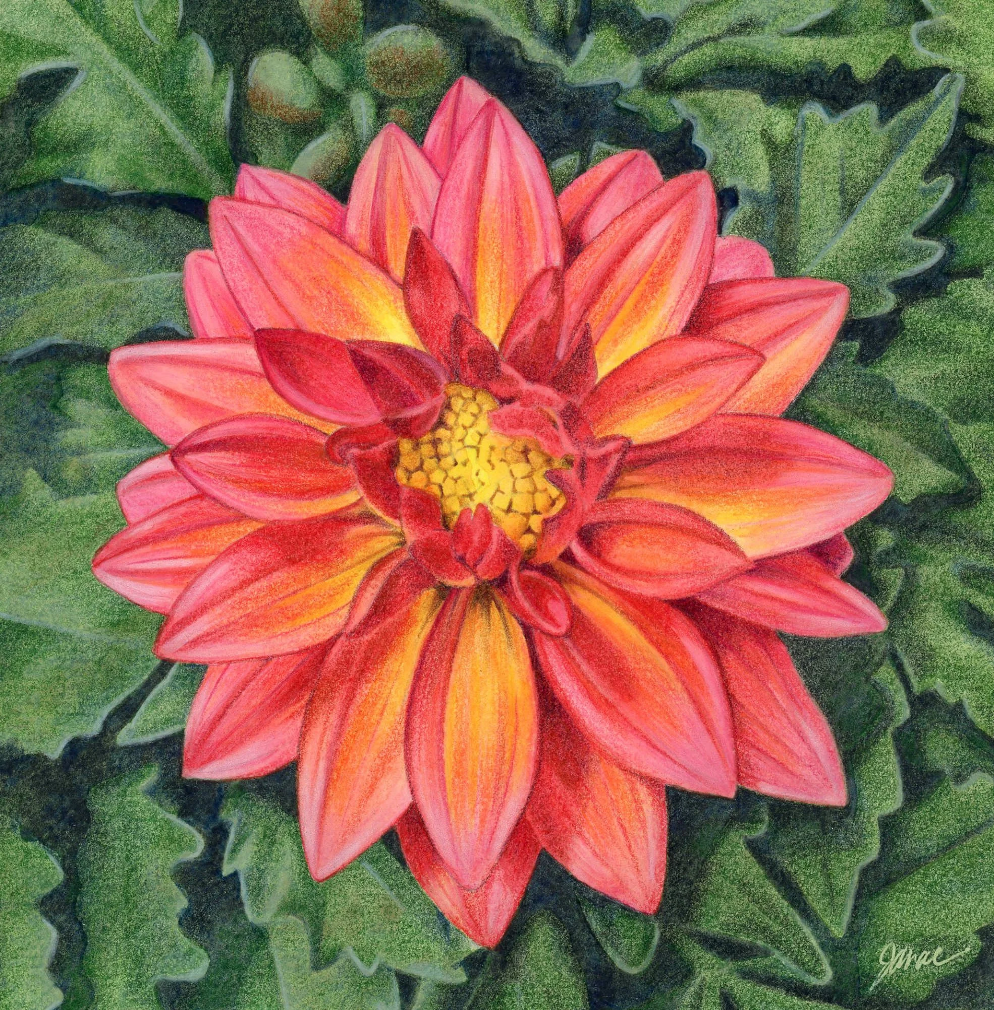 Zinnia Study  -colored pencil