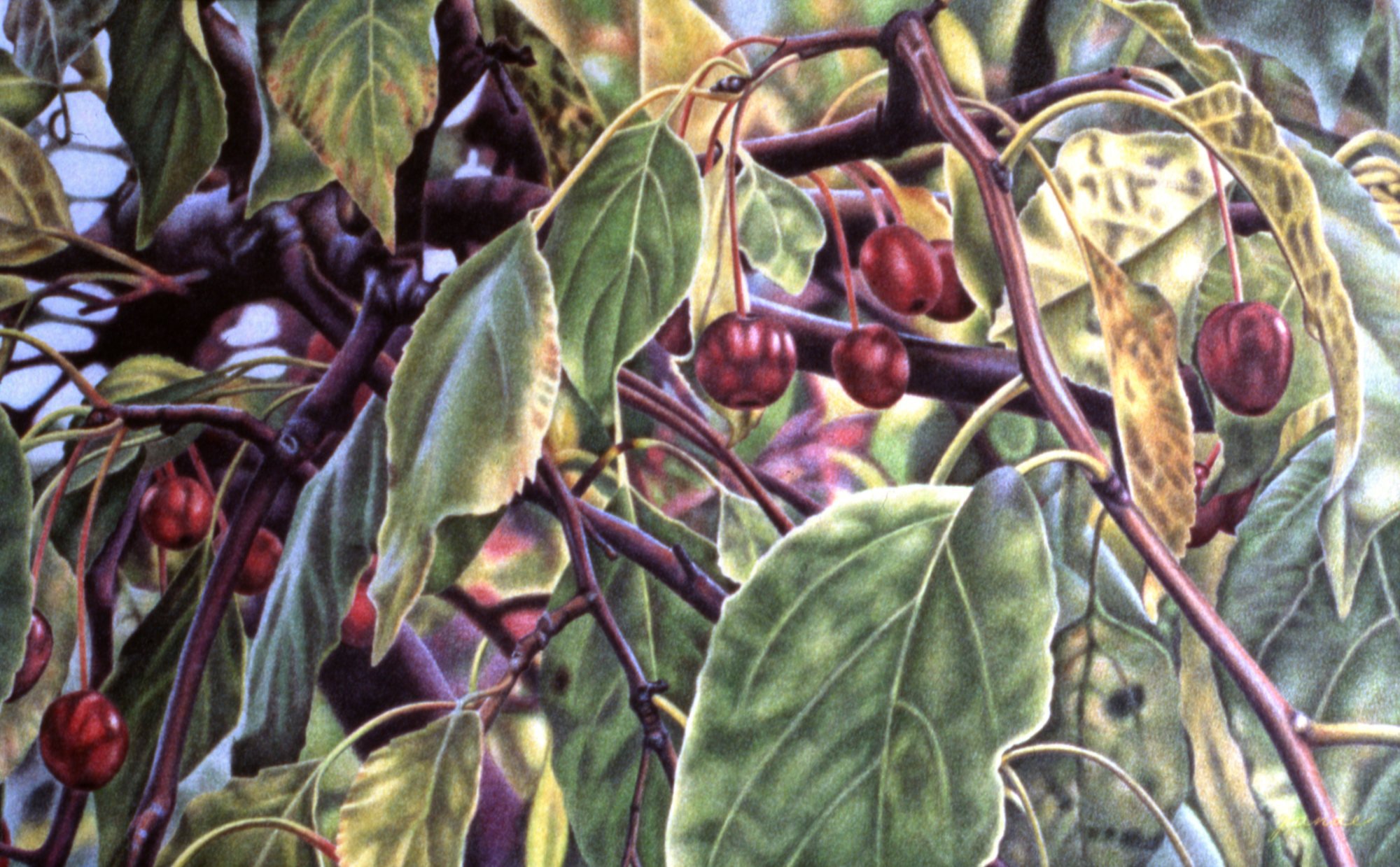 Weeping Jade  -colored pencil