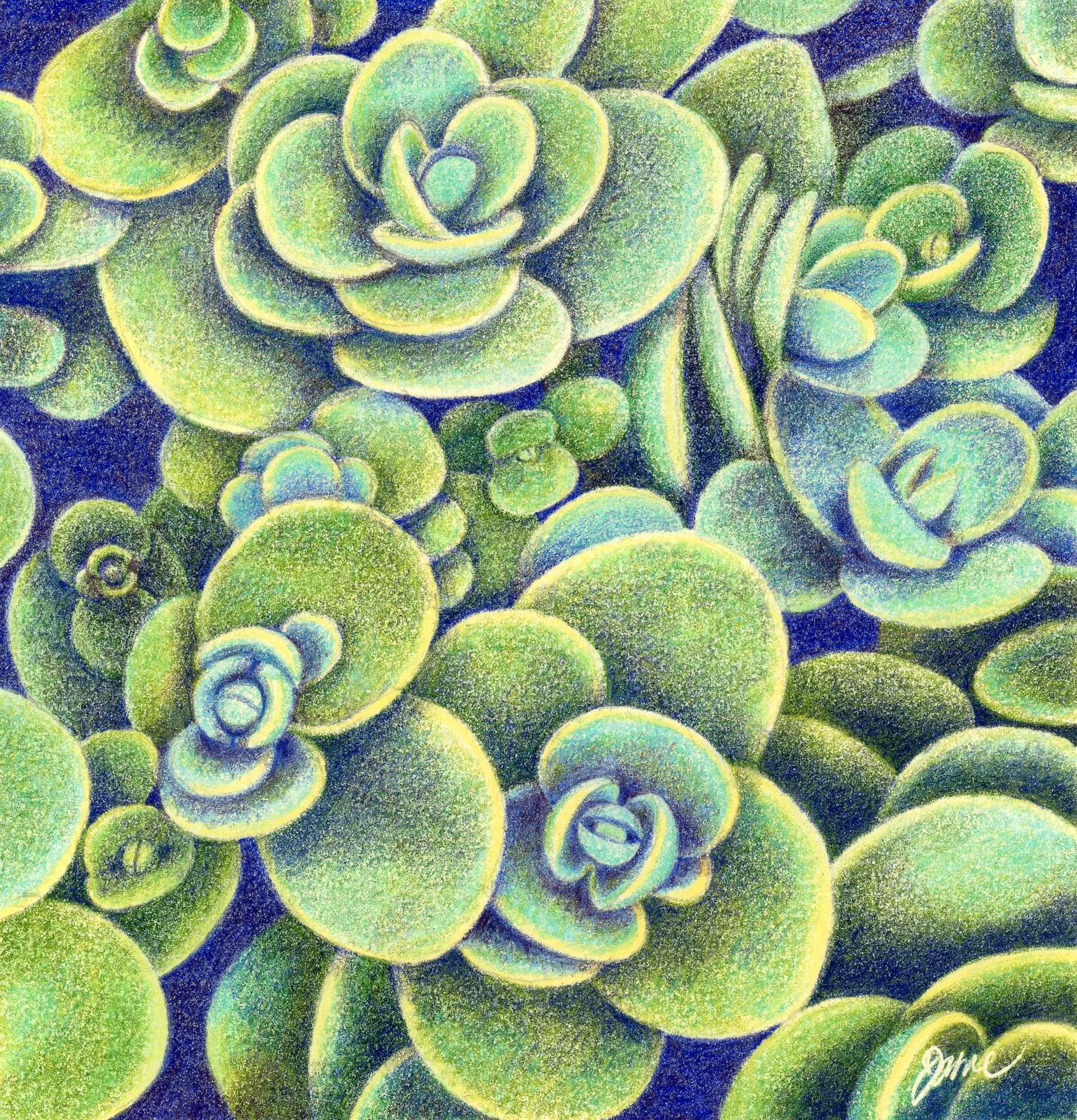 Sedum Study  -colored pencil