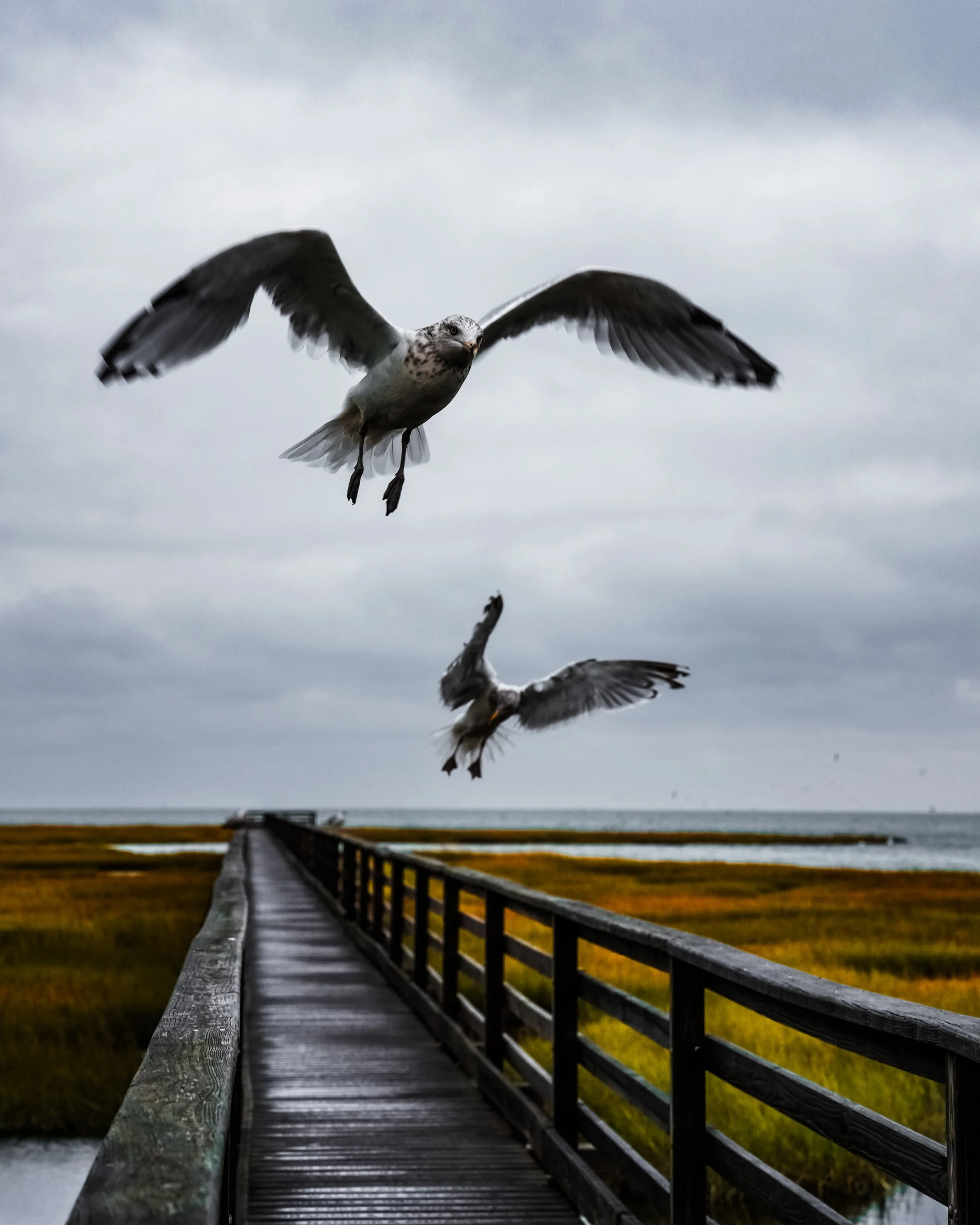 Gulls on the Cape.jpg