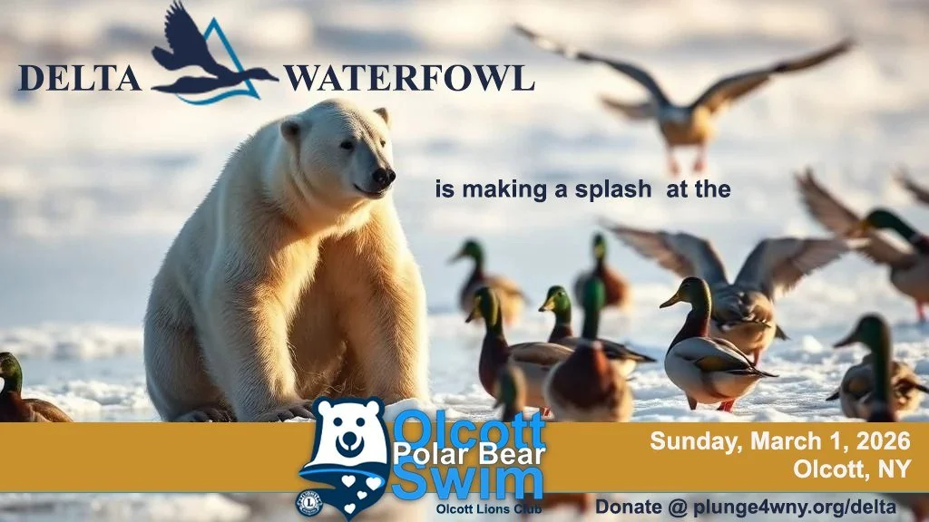 Olcott Polar Bear plunge