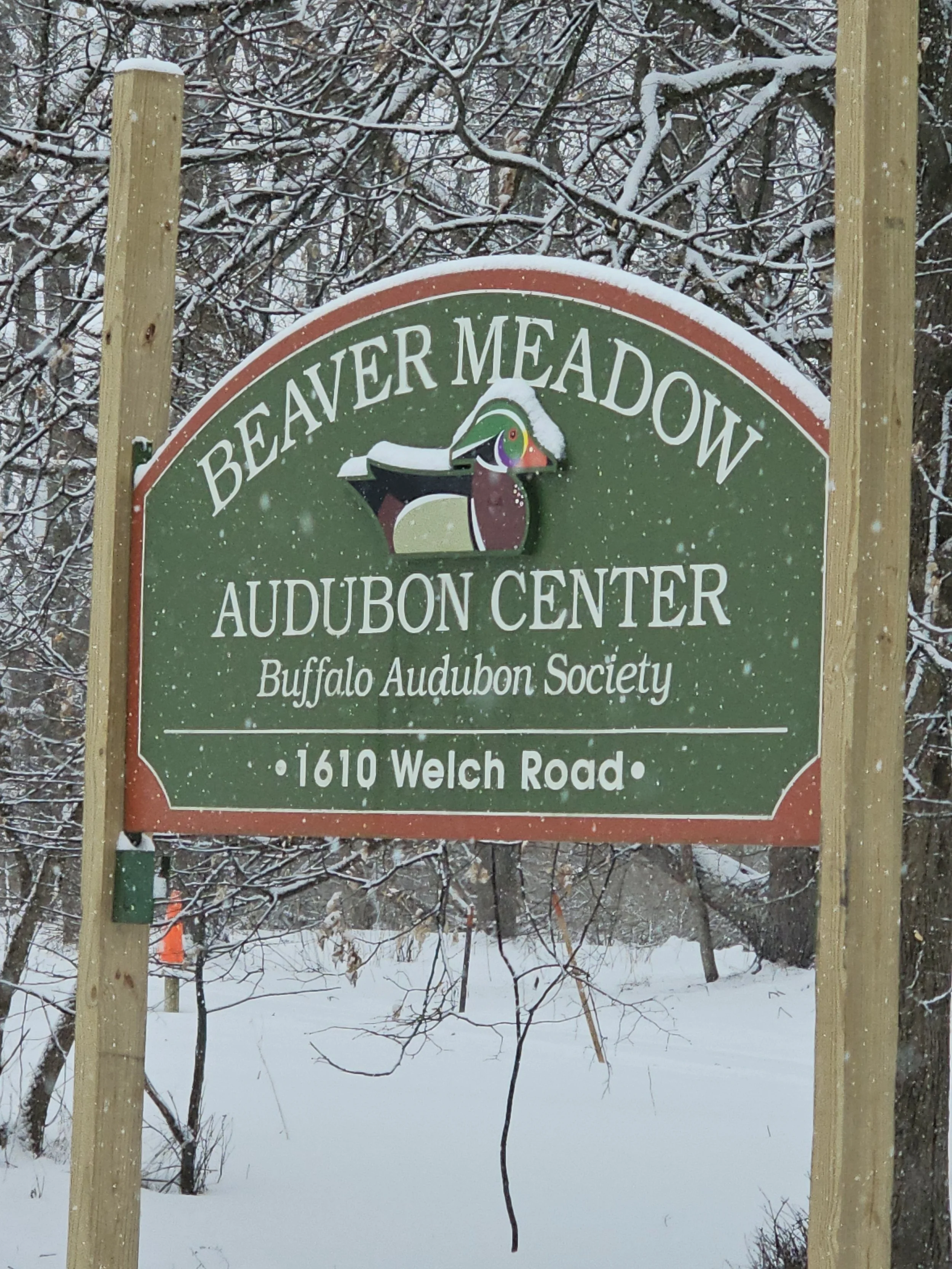 Buffalo Audubon Society 2026