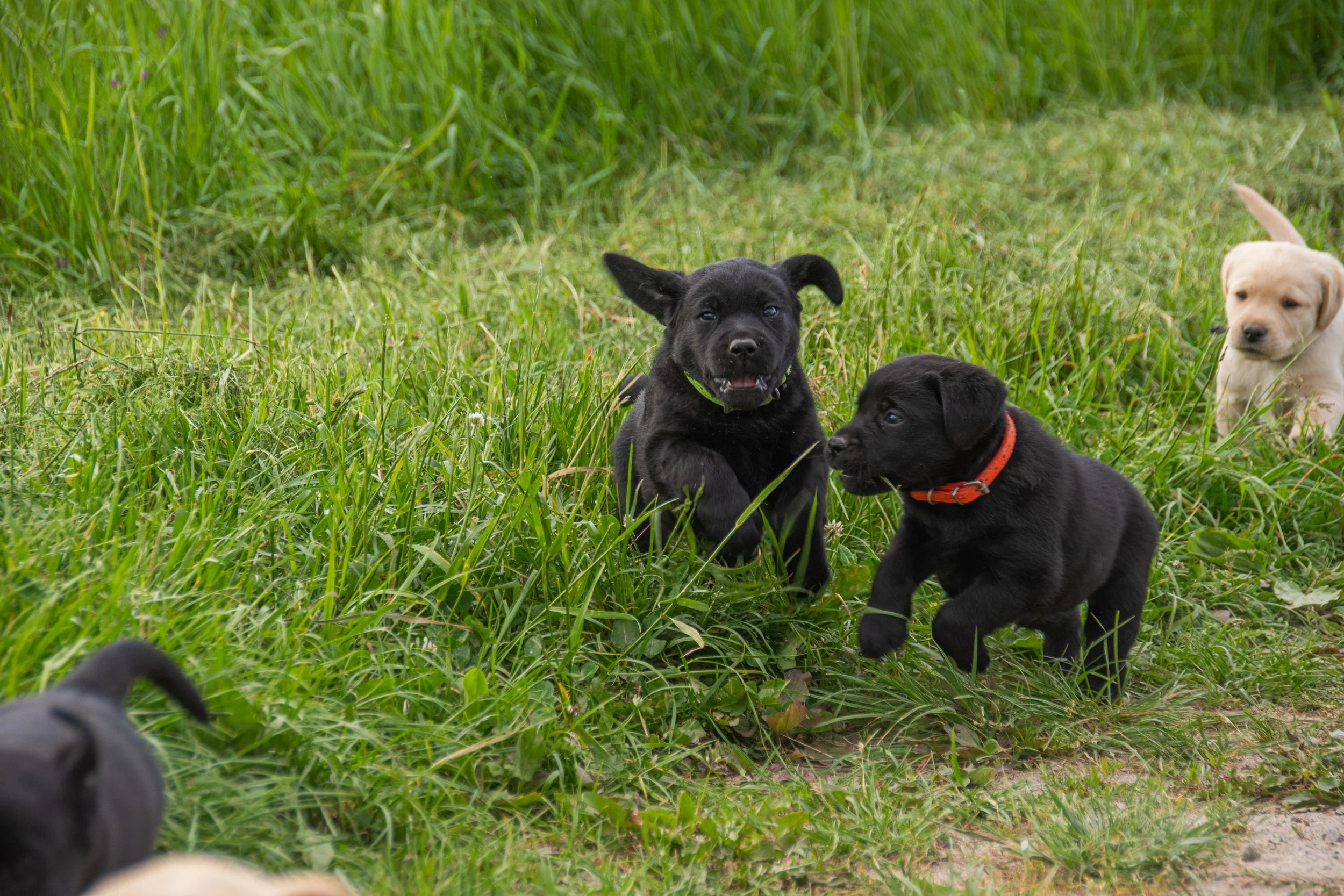 Labradoodle Wurfplanung Frühjahr 2026 - Inori und Lamazi 🐾❤️
