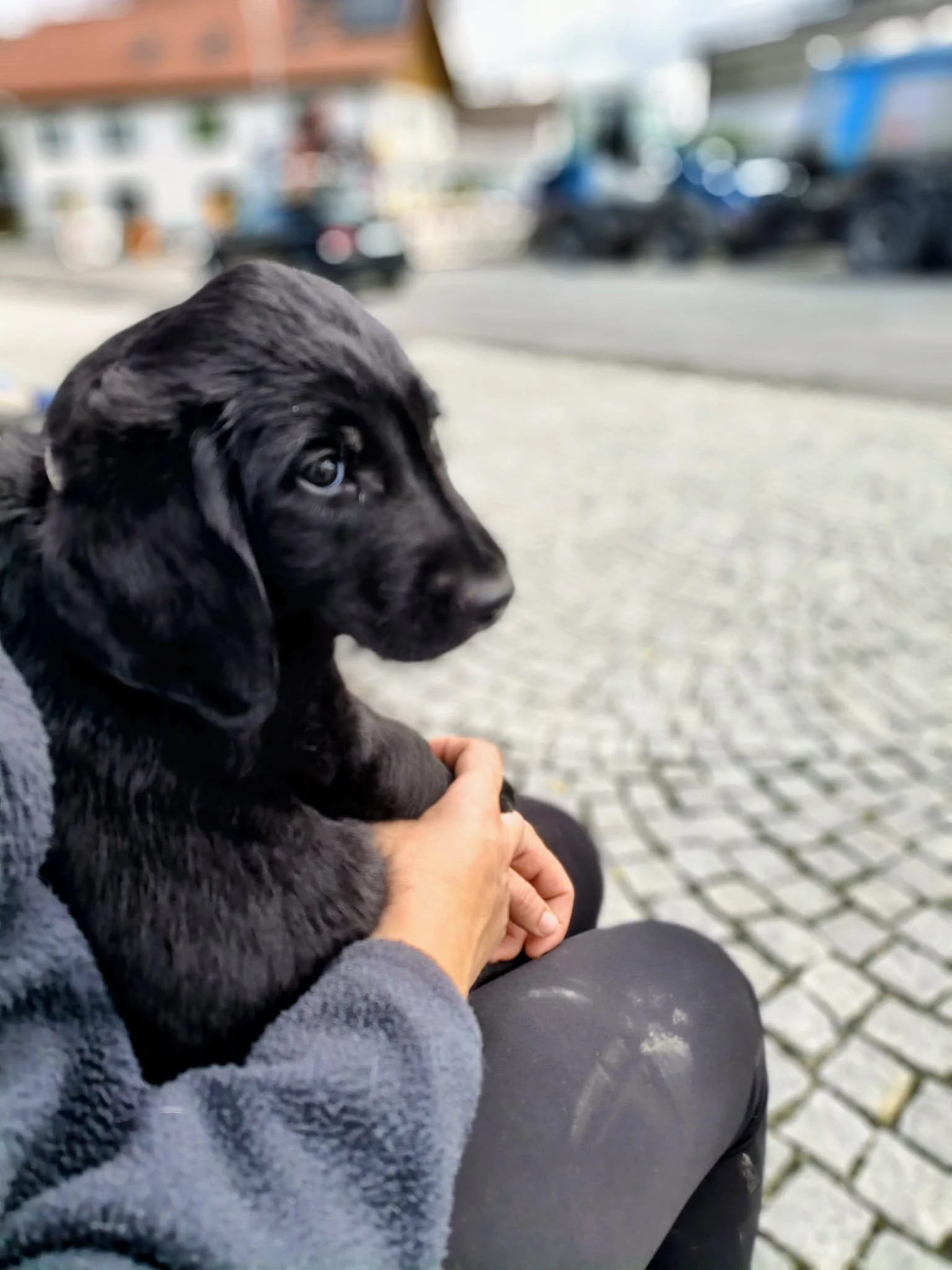 Inoris Wurf ist da!🐾❤️