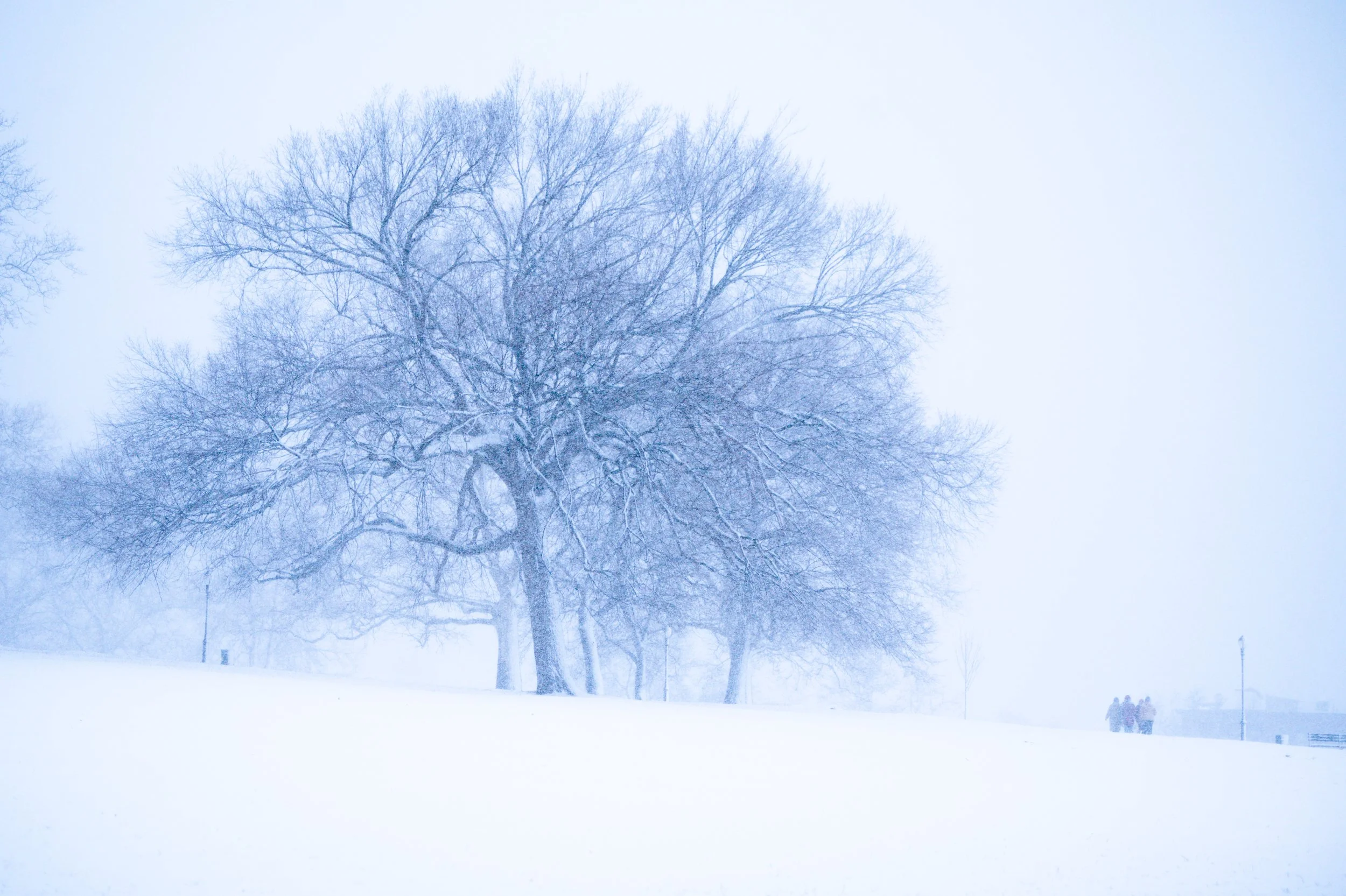 A snow-covered landscape with large, bare trees and a group of people walking in the distance, hazy and foggy winter scene.