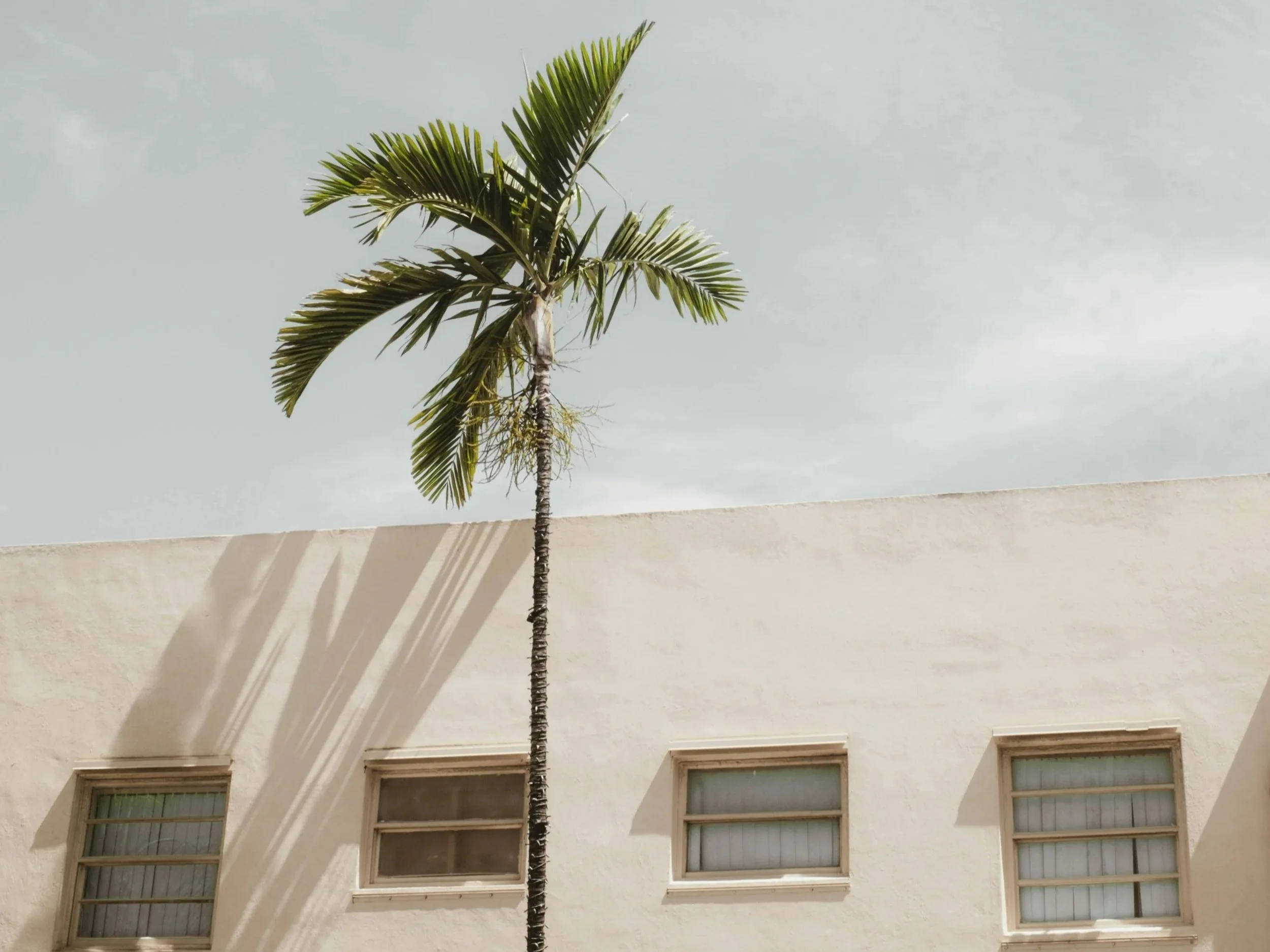 Calming, sunlit therapy office scene featuring a tall palm tree and neutral building under soft daylight — reflecting the serene, welcoming environment of Catherine Alvarado, LMFT & Associates in Redondo Beach, CA.