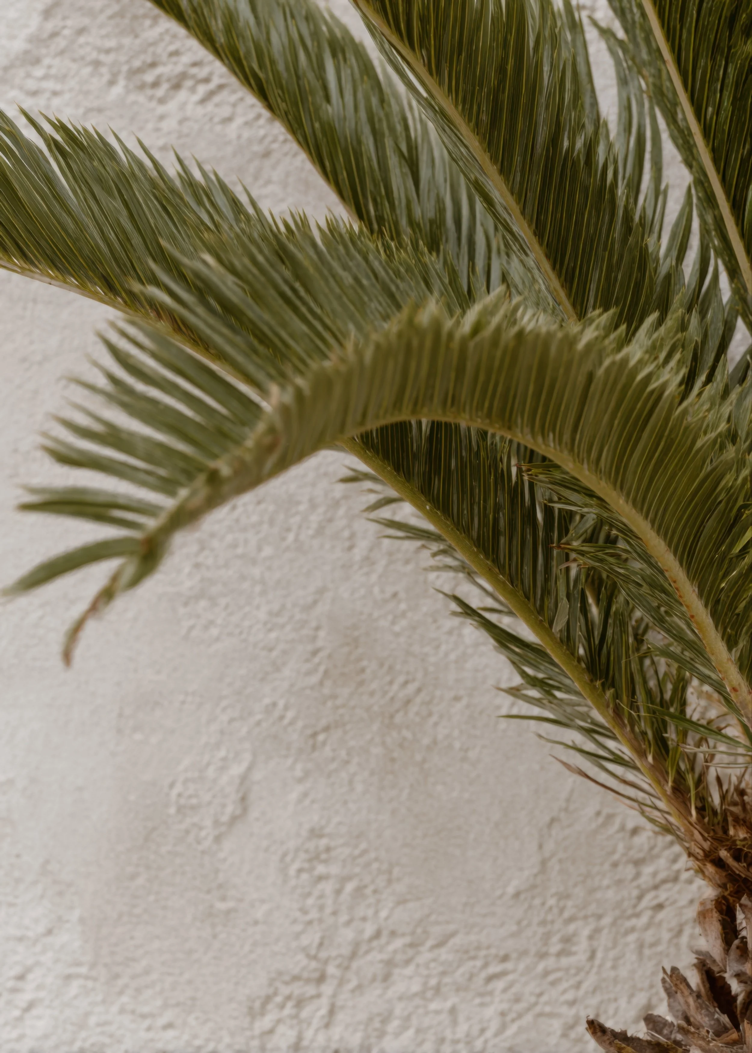 Soft natural palm leaves against a neutral textured wall creating a calm, grounded, and coastal-inspired wellness atmosphere
