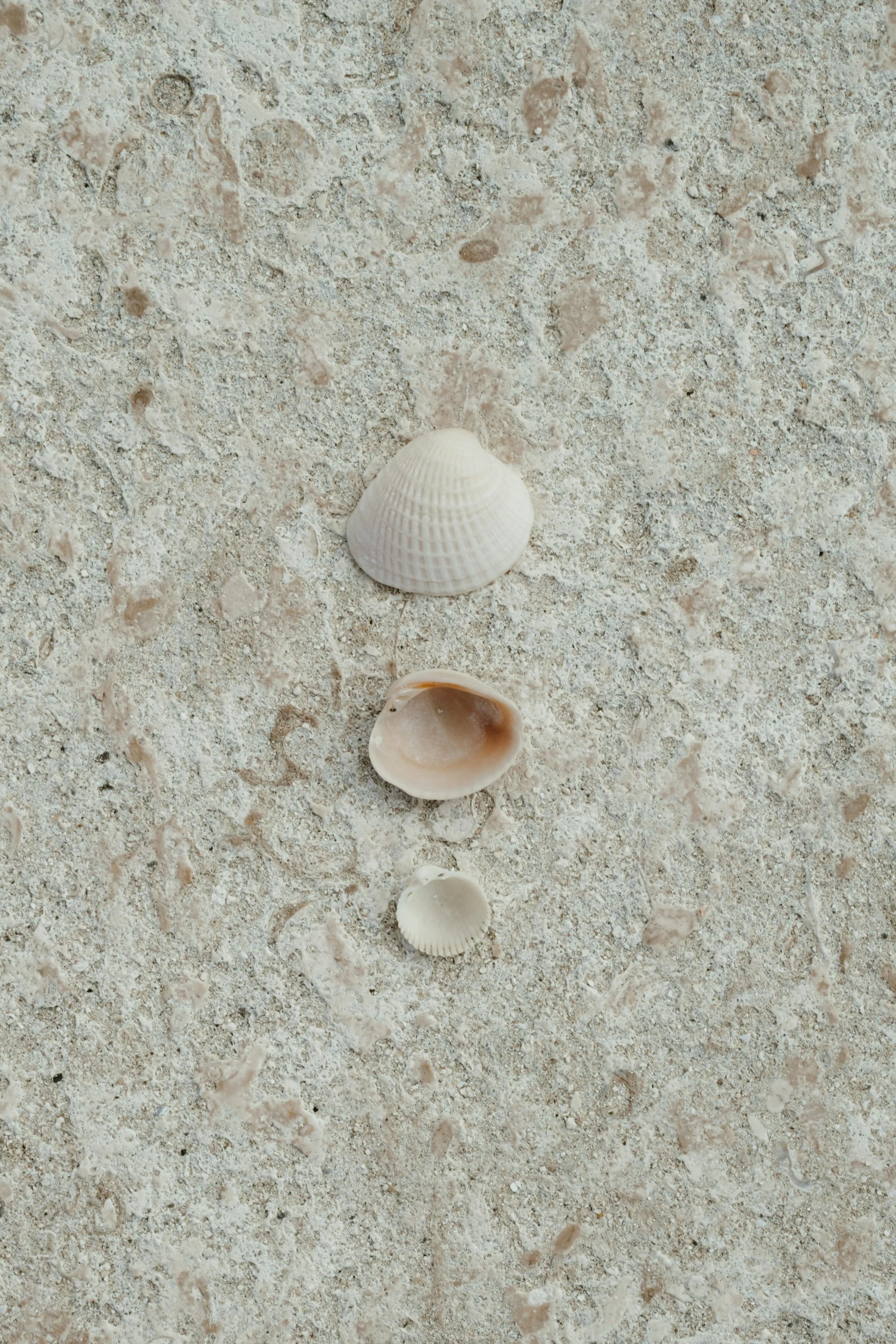 Three seashells on sand, symbolizing layers of healing and growth in therapy with Catherine Alvarado, LMFT.