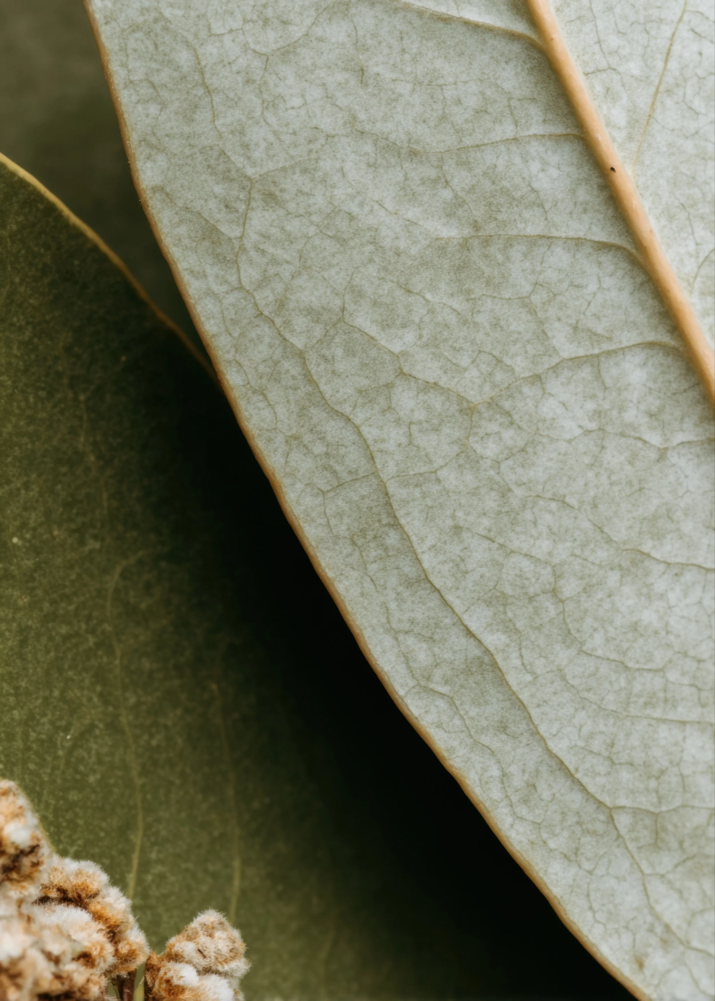 Organic leaf texture in calming green and neutral tones