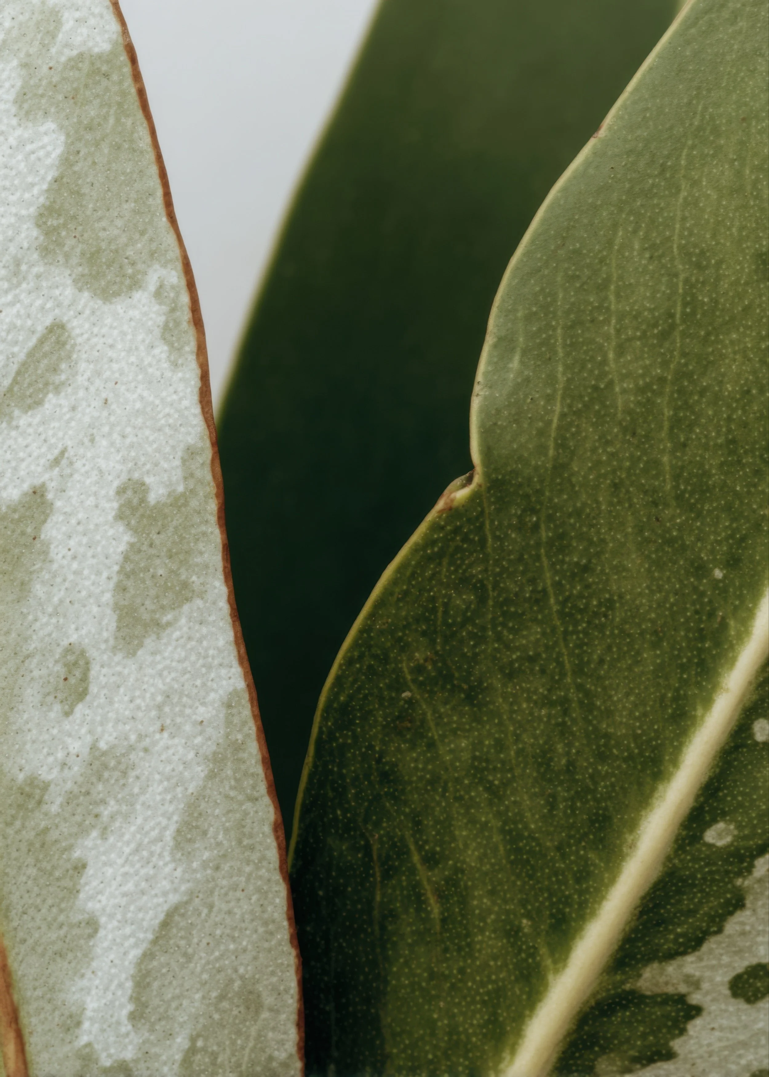 Close-up of green leaves with natural texture and soft light