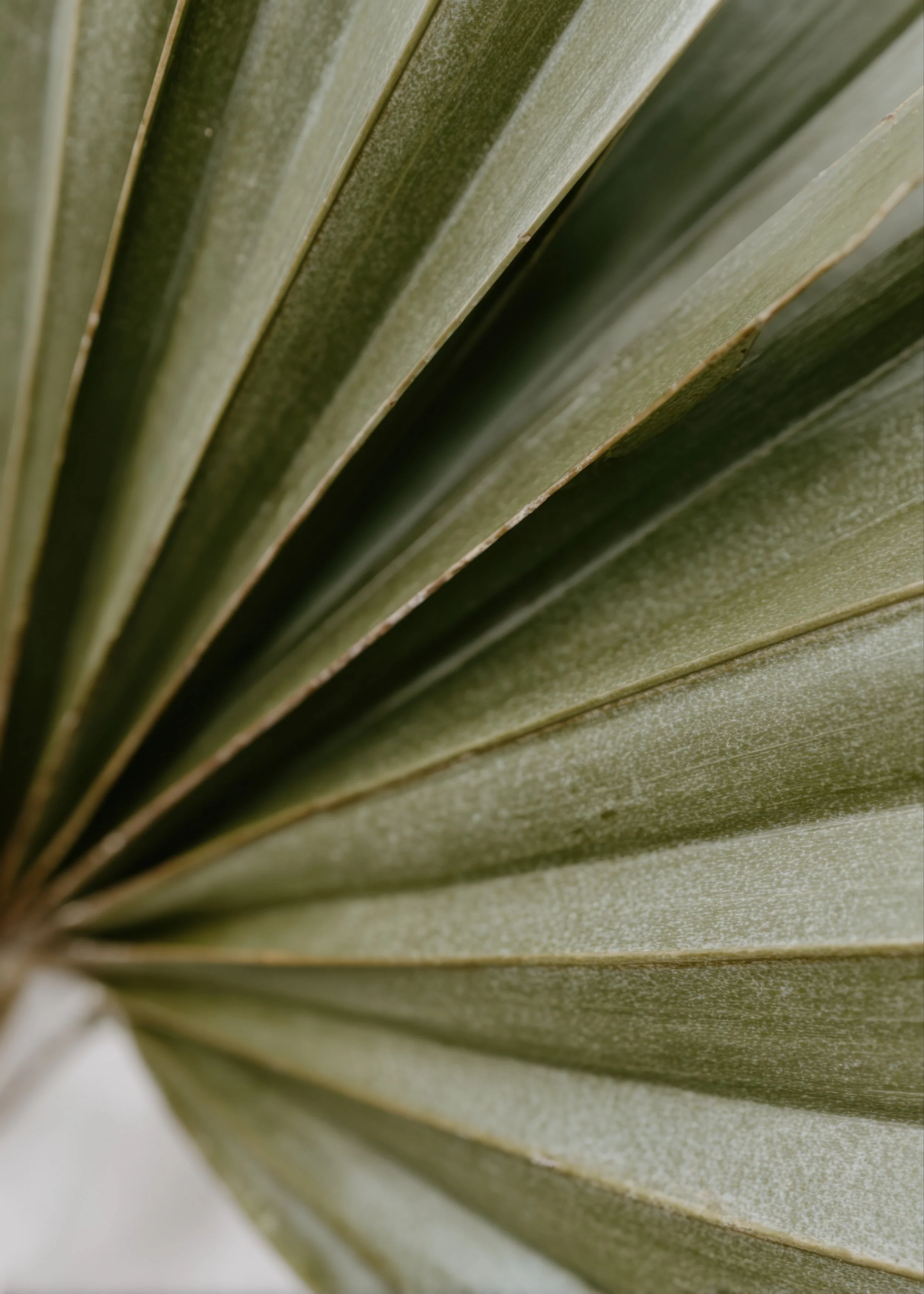 Close-up of a green palm leaf with soft natural texture and earthy tones