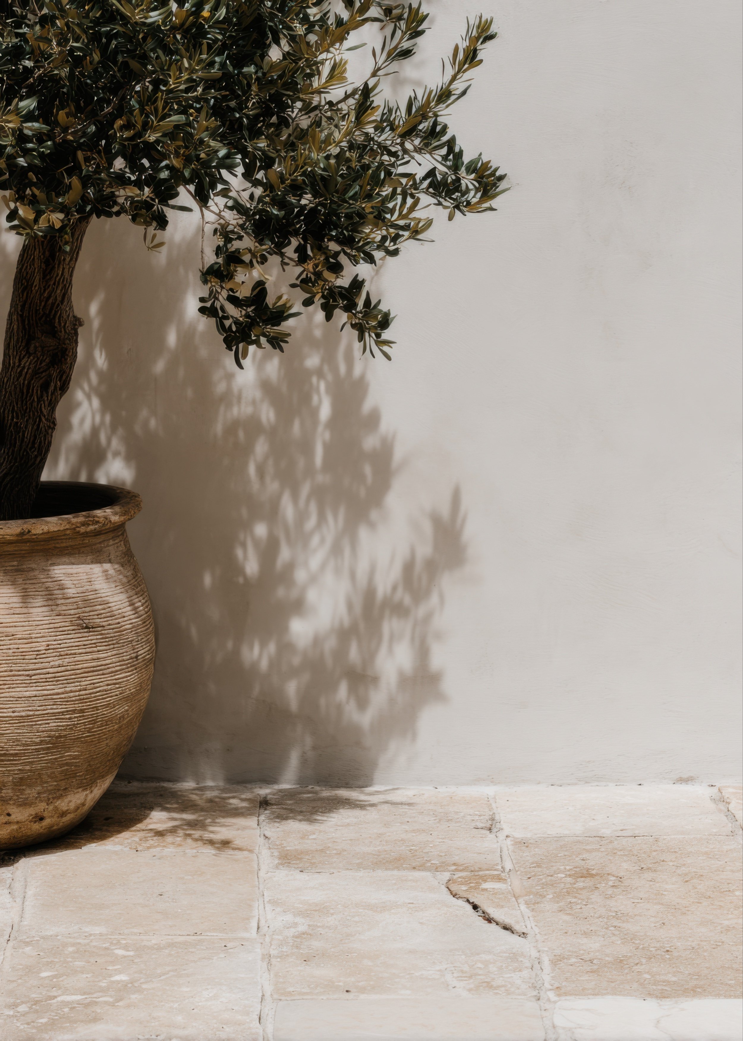 A potted olive tree with twisted trunk and green leaves shadows cast on a white wall, sitting on a beige tiled floor.