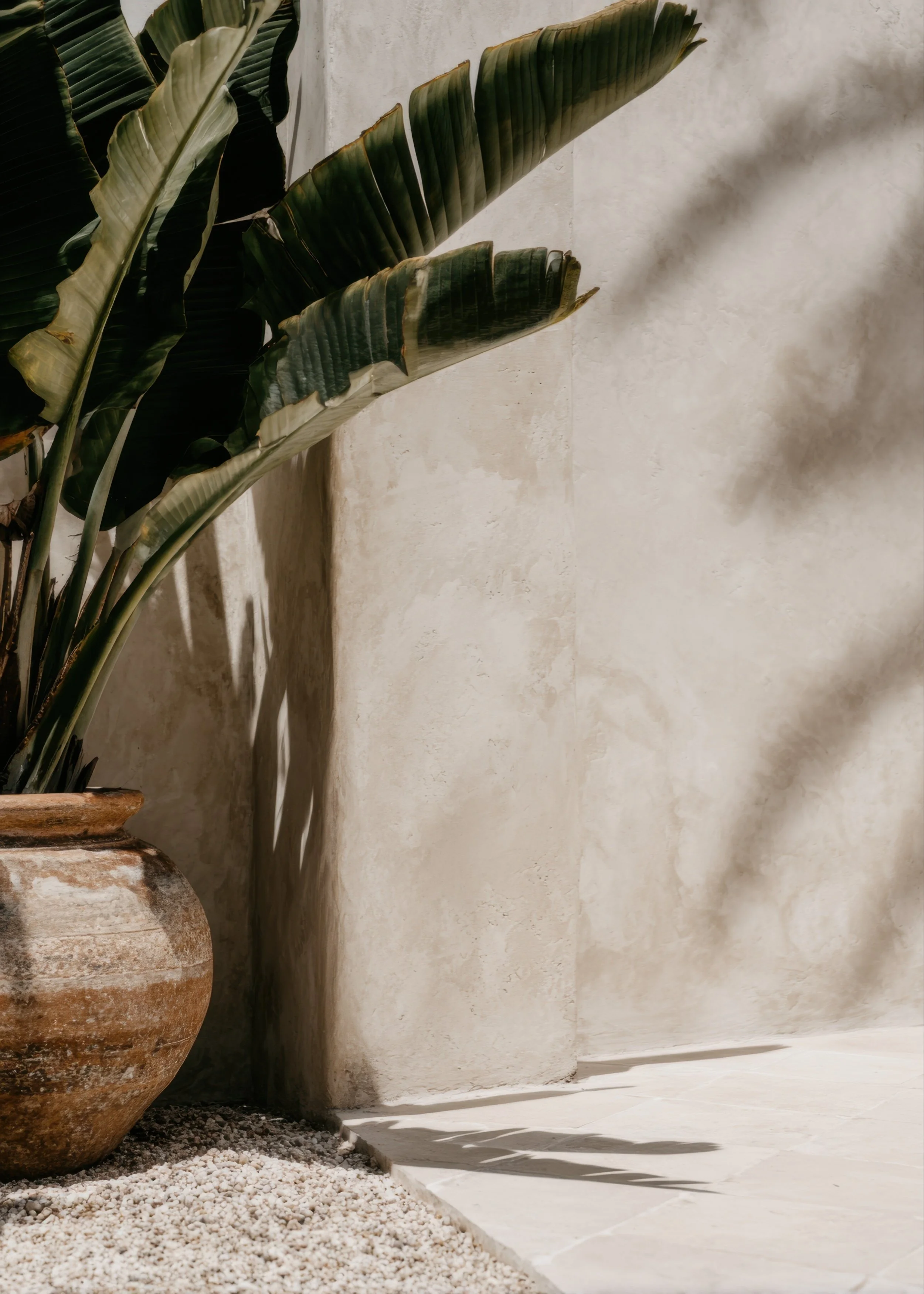 Large green tropical leaves in a rustic clay pot beside a sunlit neutral wall with soft natural shadows