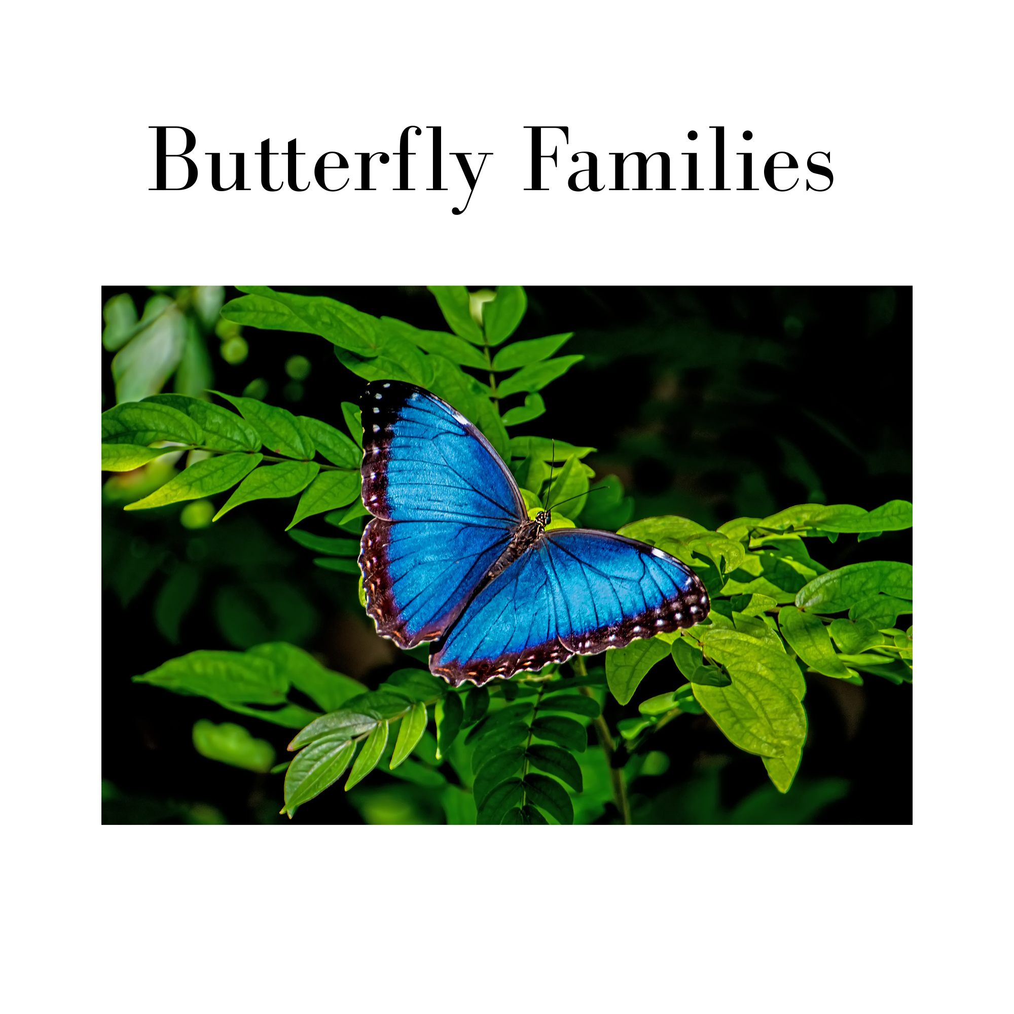 Butterfly Families