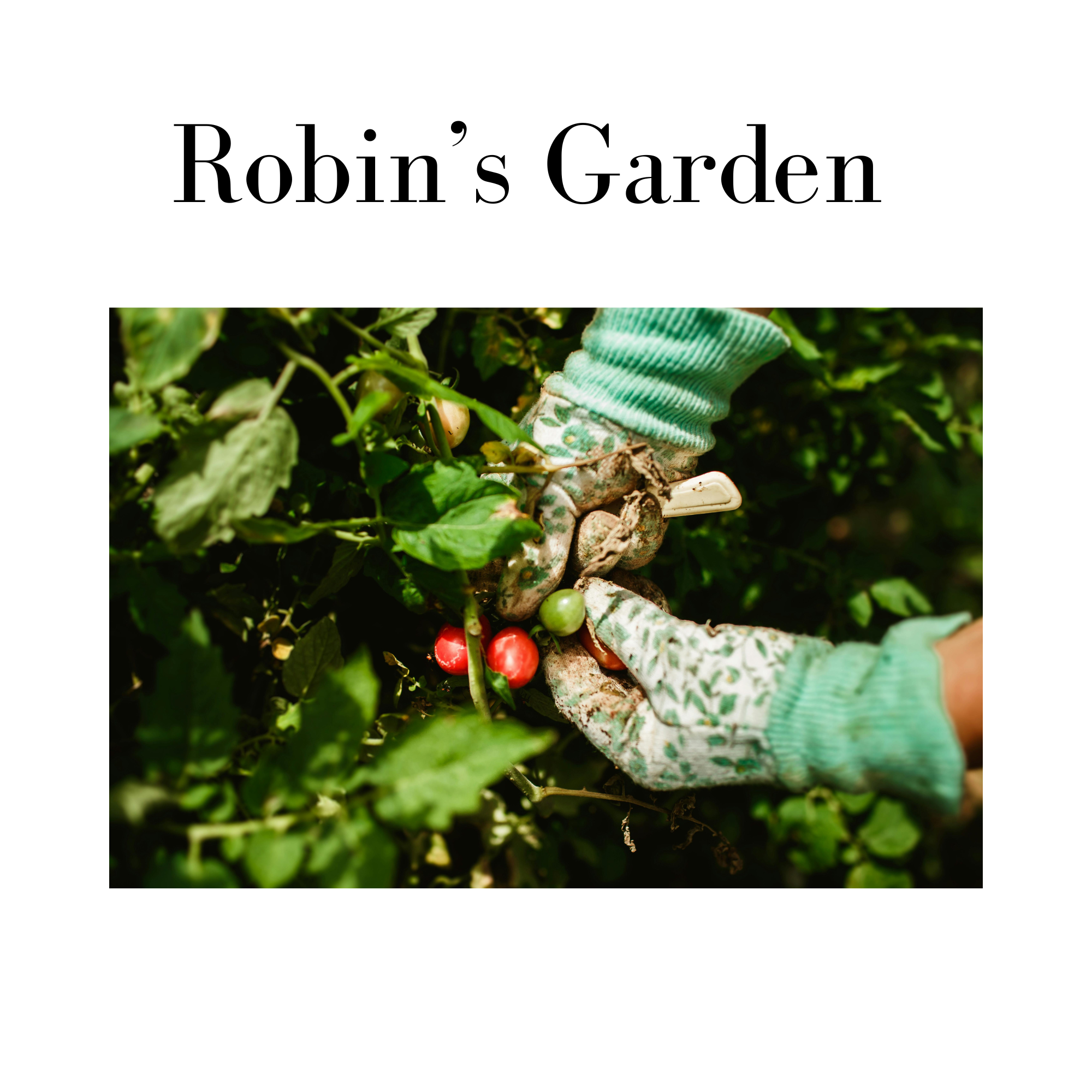 Robin’s Garden