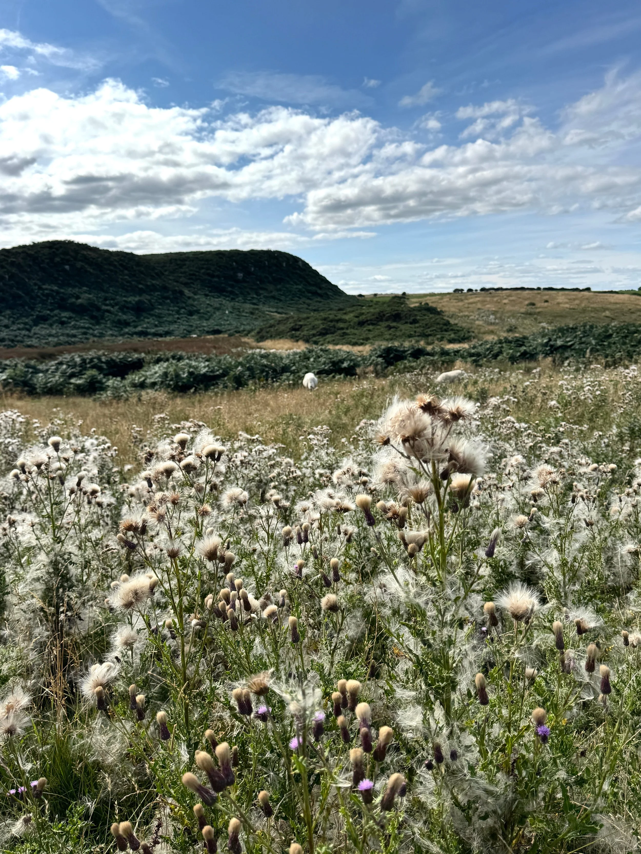 Sunlit meadow filled with white thistles and purple wildflowers, stretching toward green hills beneath a bright, cloud-dappled blue sky.