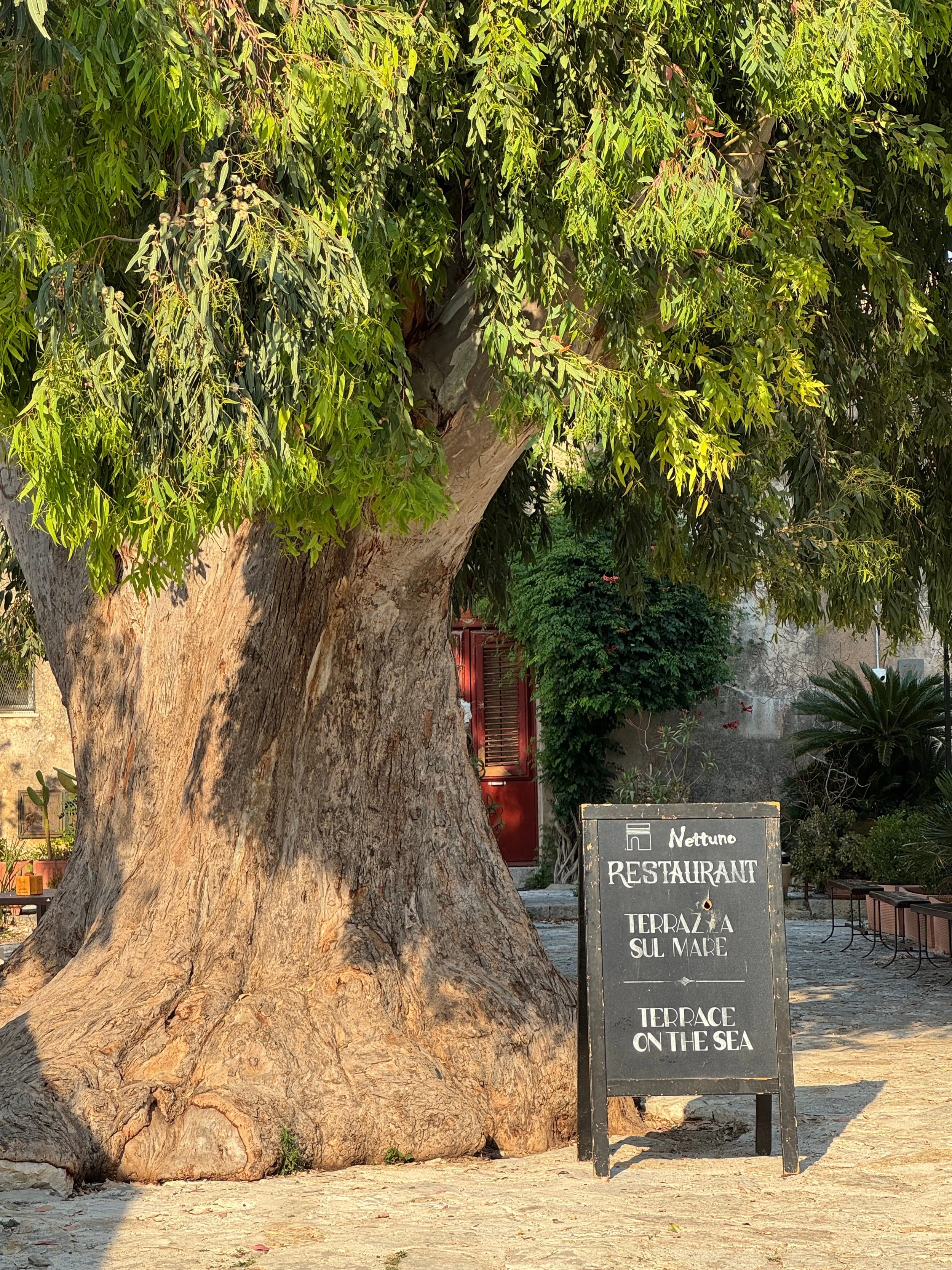 A towering tree with lush green leaves, featuring a sign in front that says "Nettuno Restaurant"