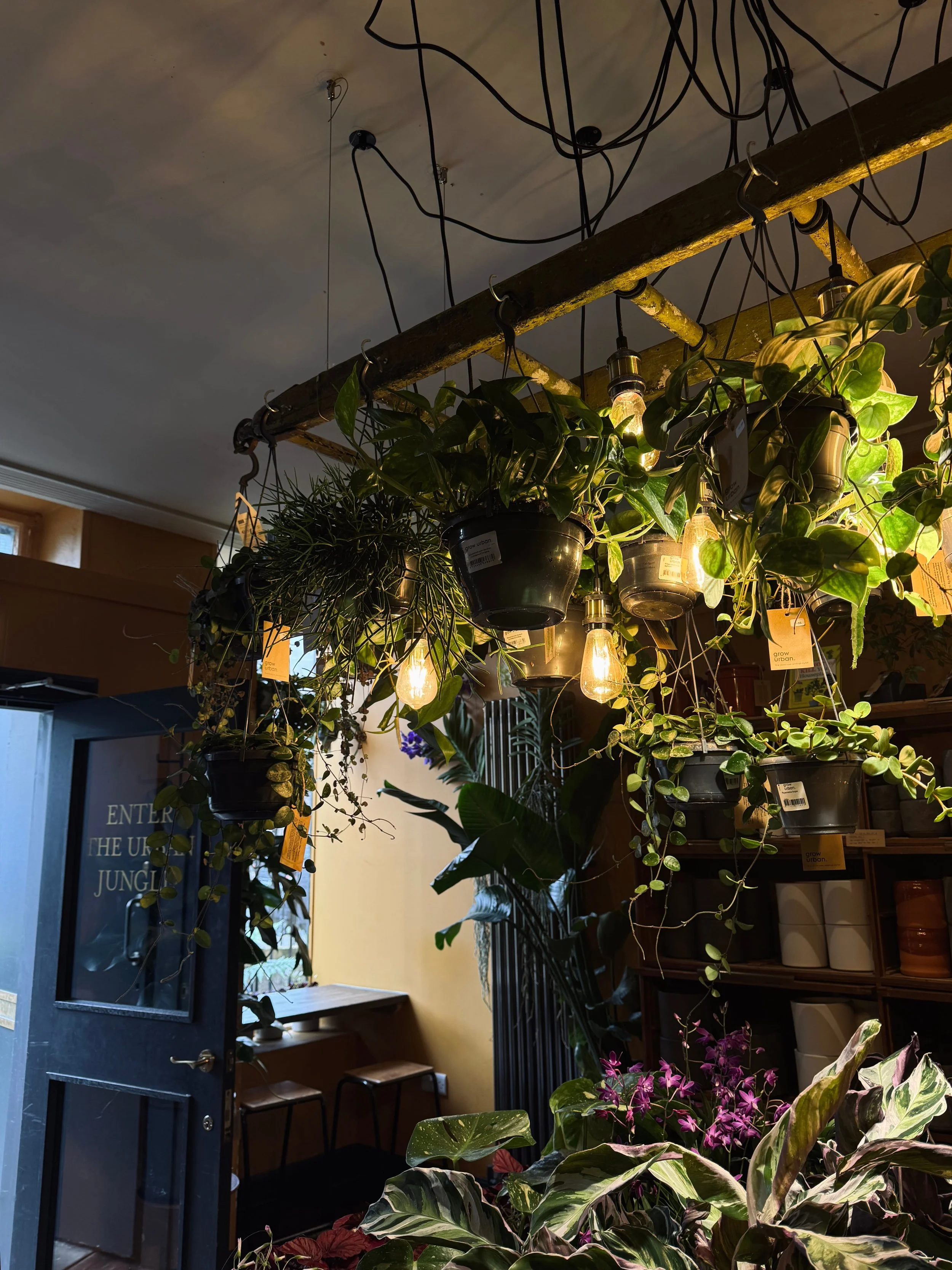 Hanging plants with glowing bulbs create a cozy, jungle-like ambiance in a café. An open door and stools are visible in the soft-lit background.