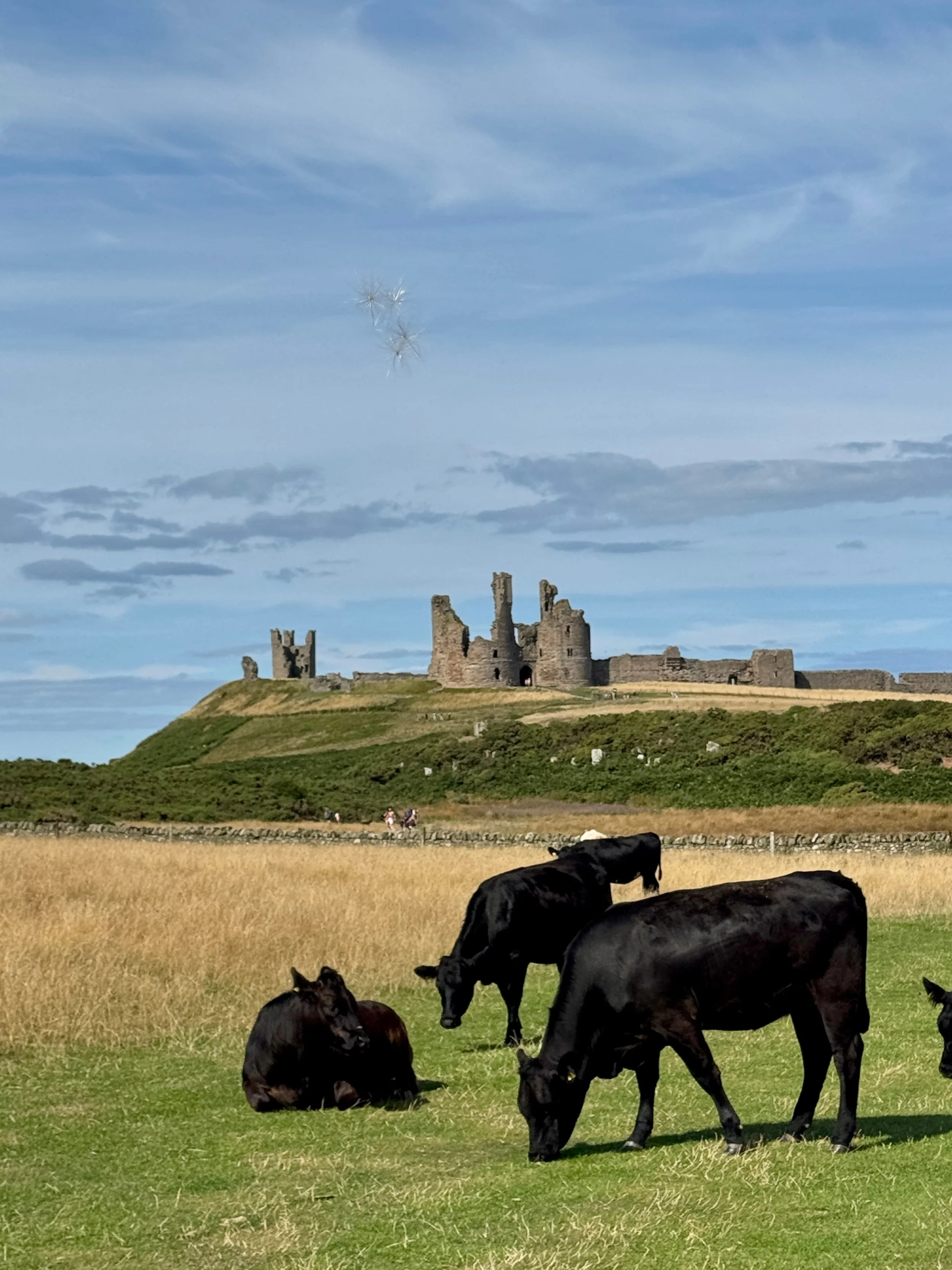 A scenic view of cows grazing in a green field, framed by a stunning castle standing tall in the background.