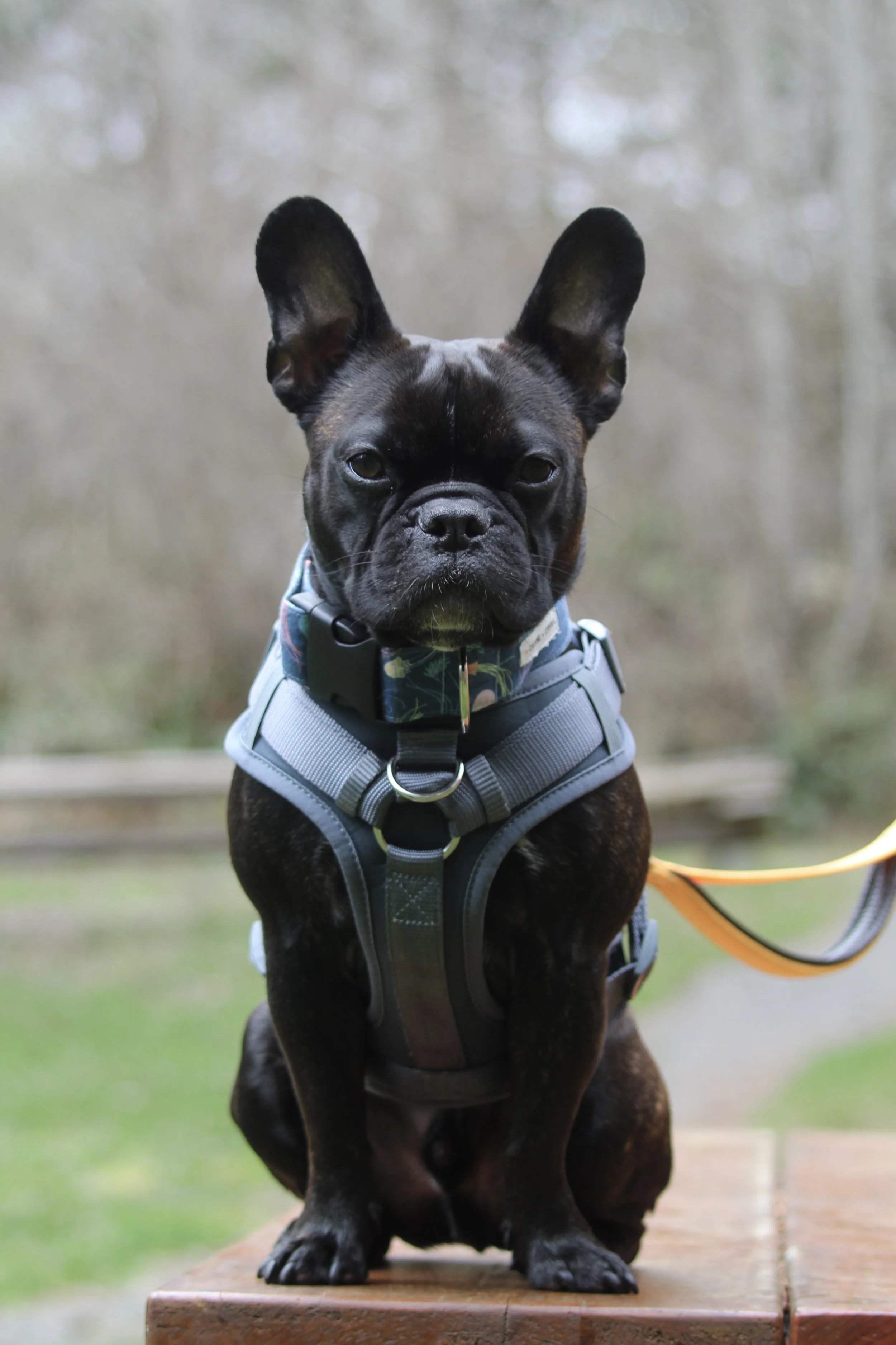 A French Bulldog wearing a harness and collar, sitting outside on a wooden surface with a blurred natural background.