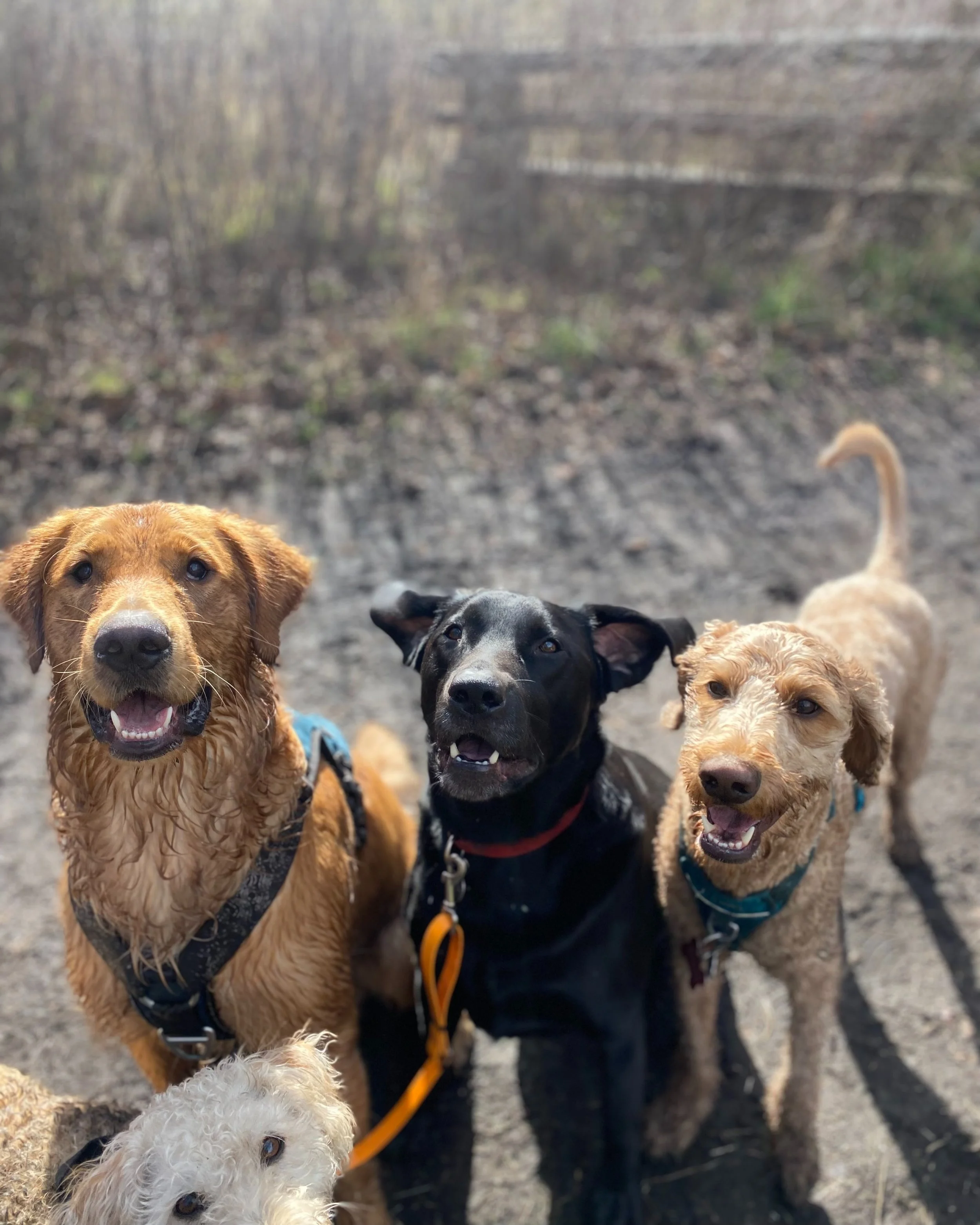 Four dogs, including a curly-haired white dog, a golden retriever, and two other mixed-breed dogs, standing outdoors on a dirt surface with trees and a wooden fence in the background.