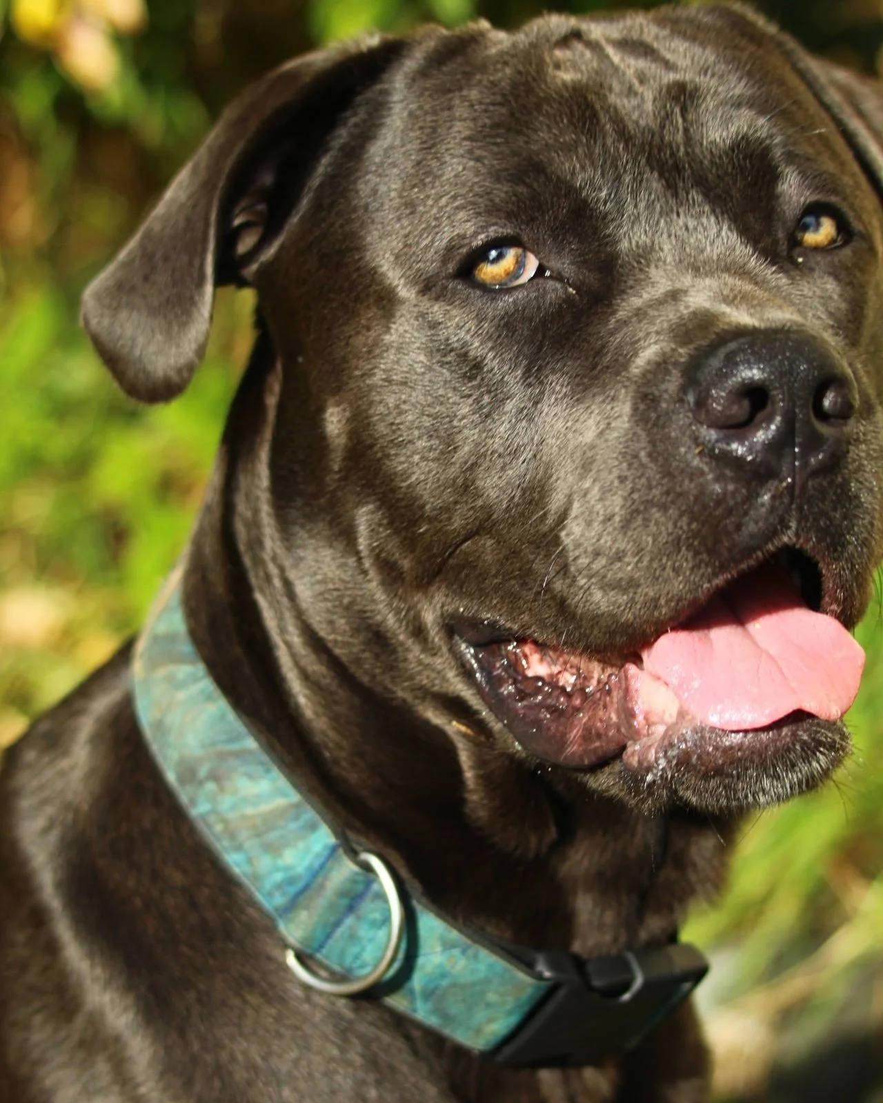 Close-up of a happy, brown dog with a blue collar, outdoors in a green environment.