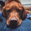 Close-up of a brown dog resting its head on a blue blanket