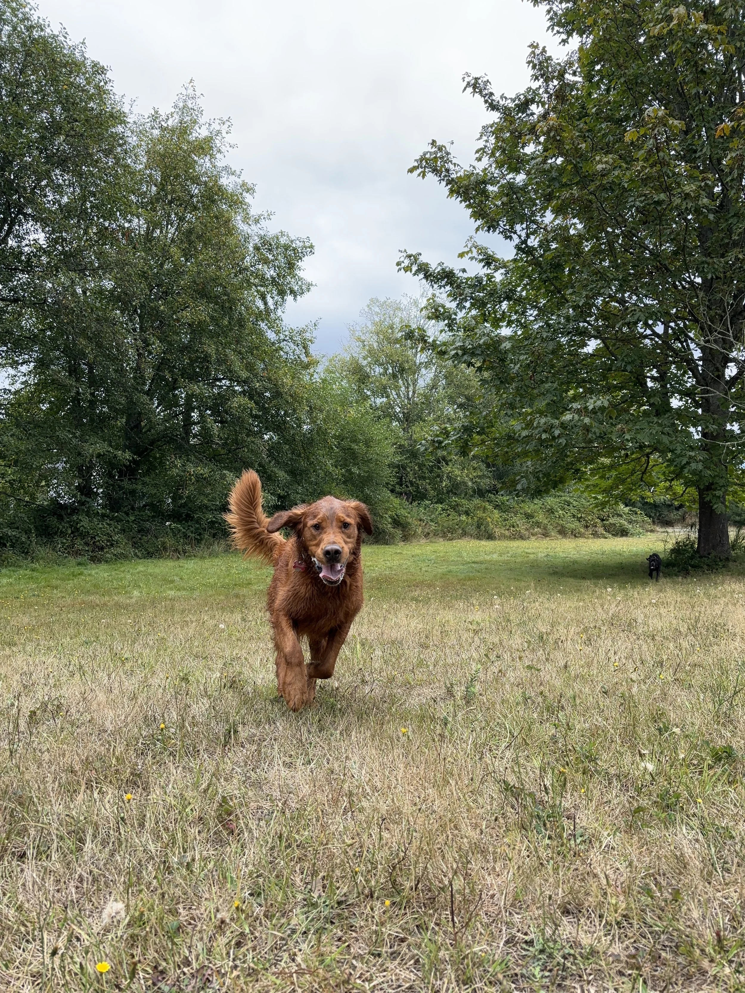 A brown dog running towards the camera in a grassy field with green trees and cloudy sky in the background.