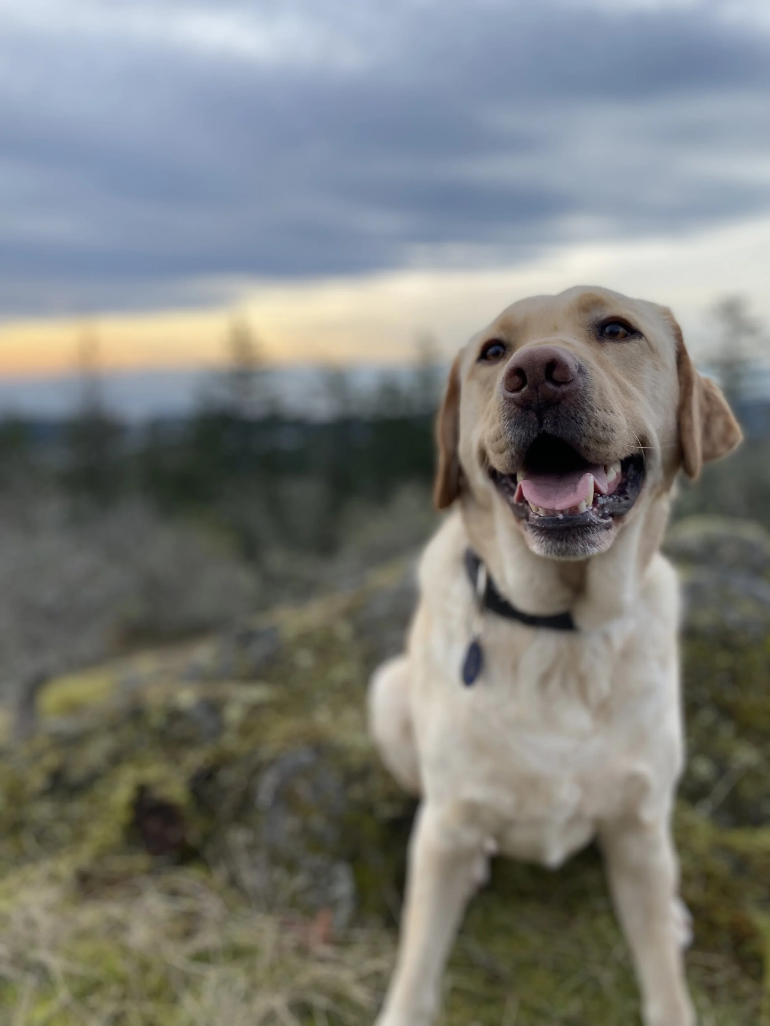 A happy Labrador Retriever sitting outdoors on grass with a blurred background of trees and cloudy sky at sunset.