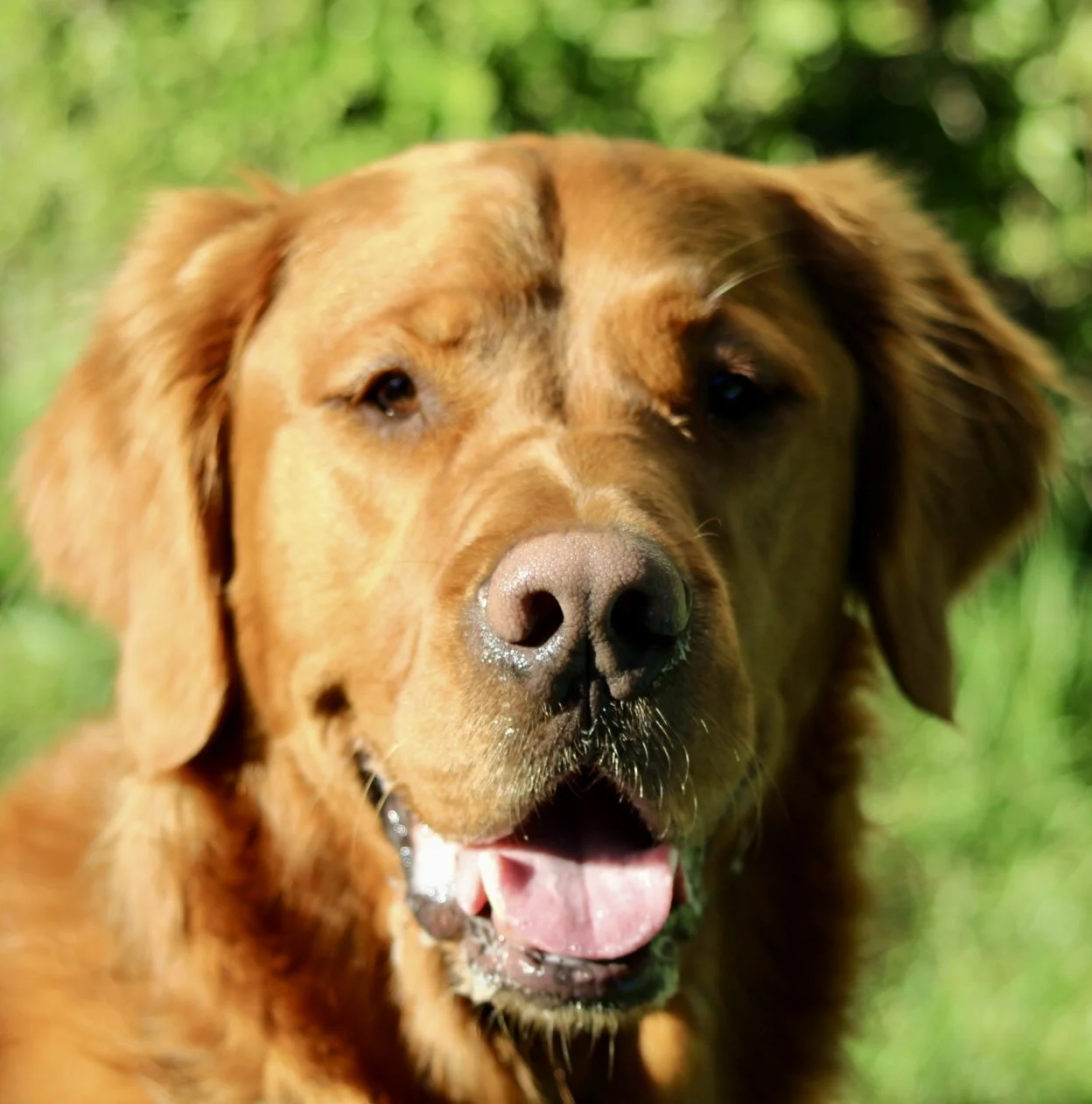 Close-up of a happy, brown dog outdoors with green blurred foliage in the background, mouth open showing tongue, alert expression.