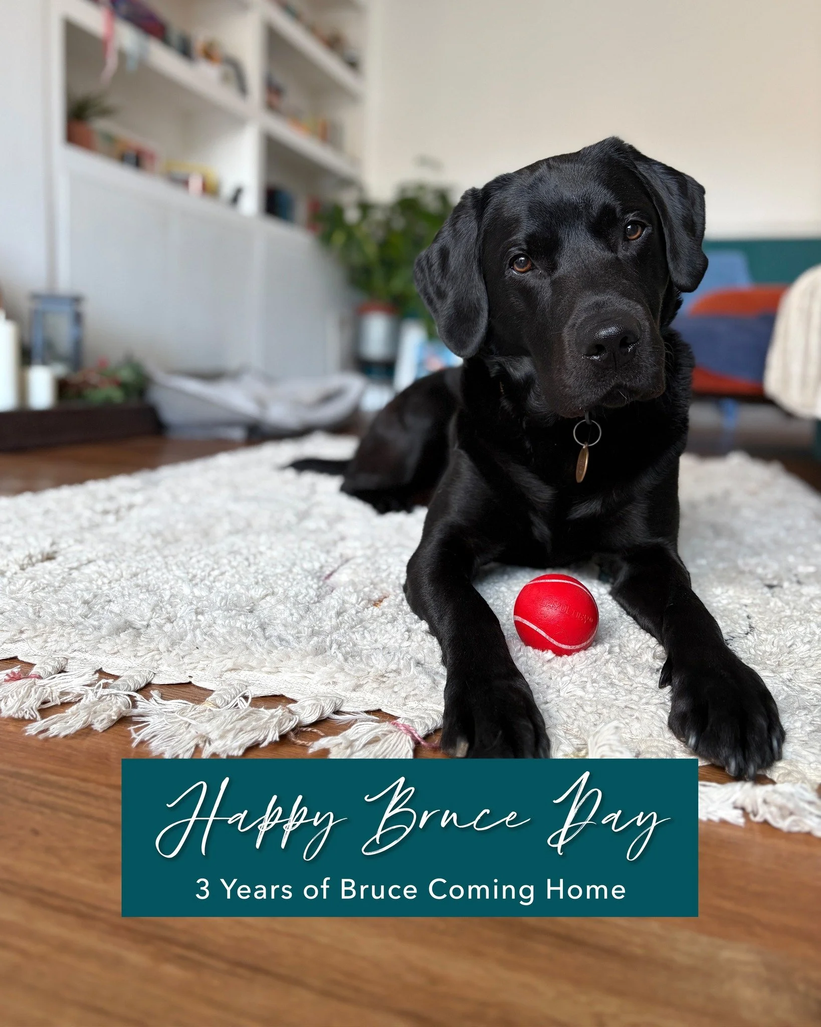 Happy Bruce Day! 🐾❤️

I&rsquo;ll be honest&mdash;as a wedding stationer, you&rsquo;d probably expect me to be all over Valentine&rsquo;s Day. But for me, it&rsquo;s always been about celebrating love in all its forms, all year round, with the friend