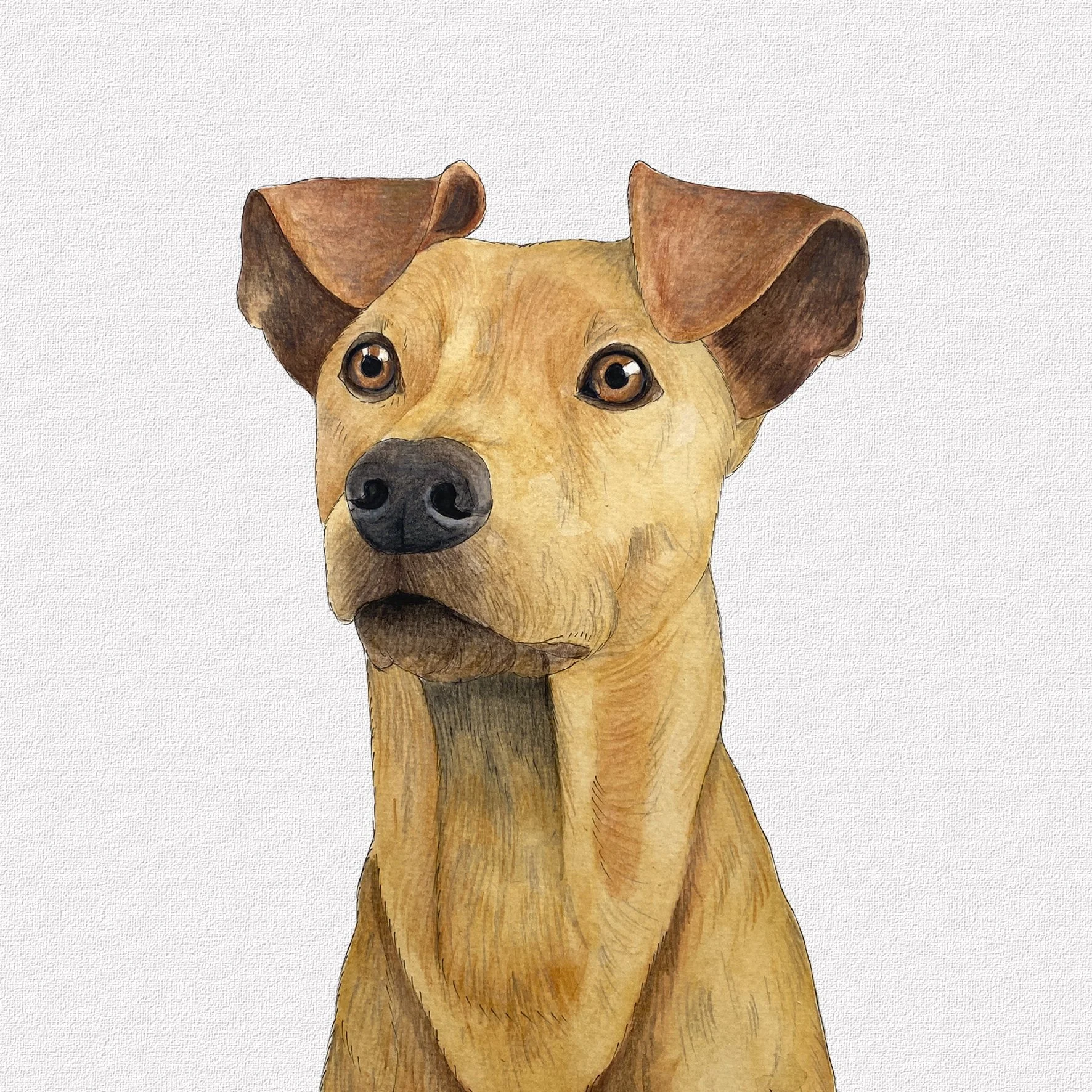 Watercolor illustration of a tan dog with brown ears and expressive eyes, sitting against a plain background.