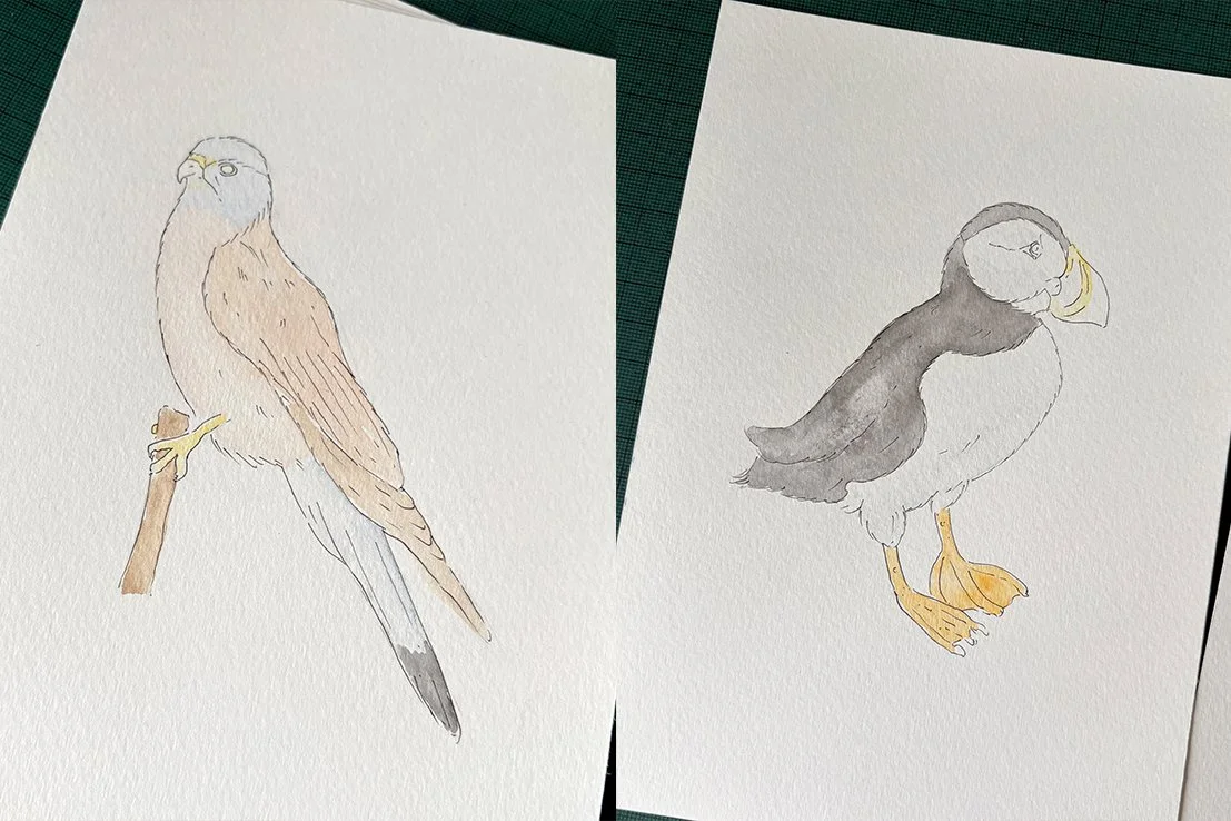 The first washes applied to the kestrel and puffin bird illustrations