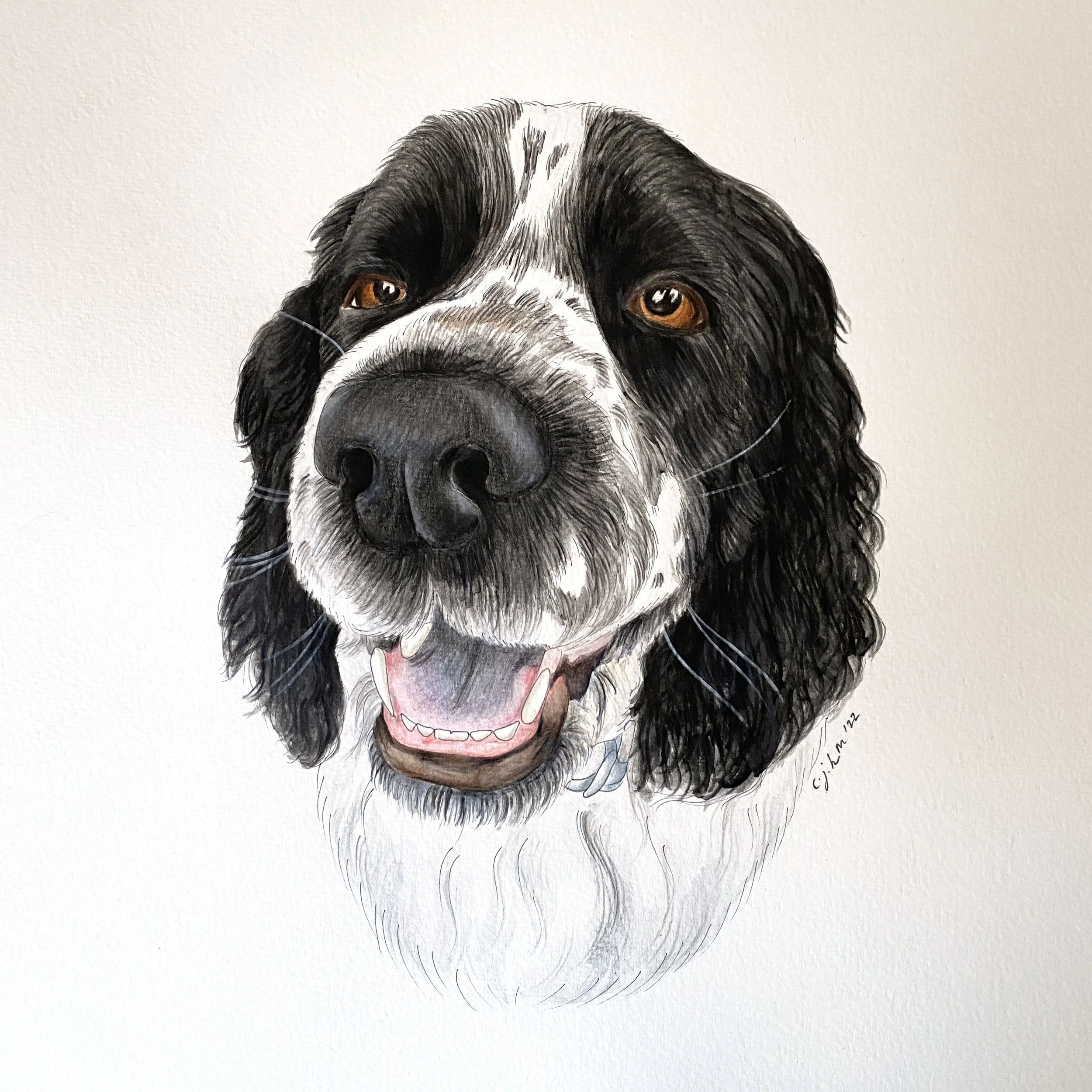 A detailed illustration of a black and white spaniel with a happy expression, open mouth, and brown eyes, facing forward.