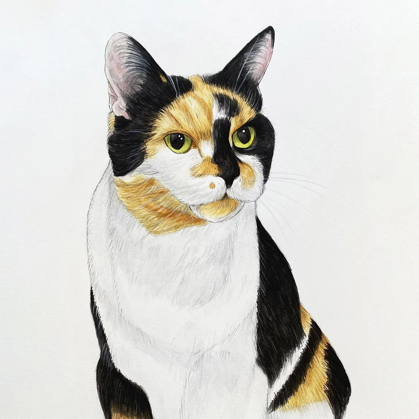 Colorful illustration of a calico cat with green eyes, predominantly white fur with black and orange patches.