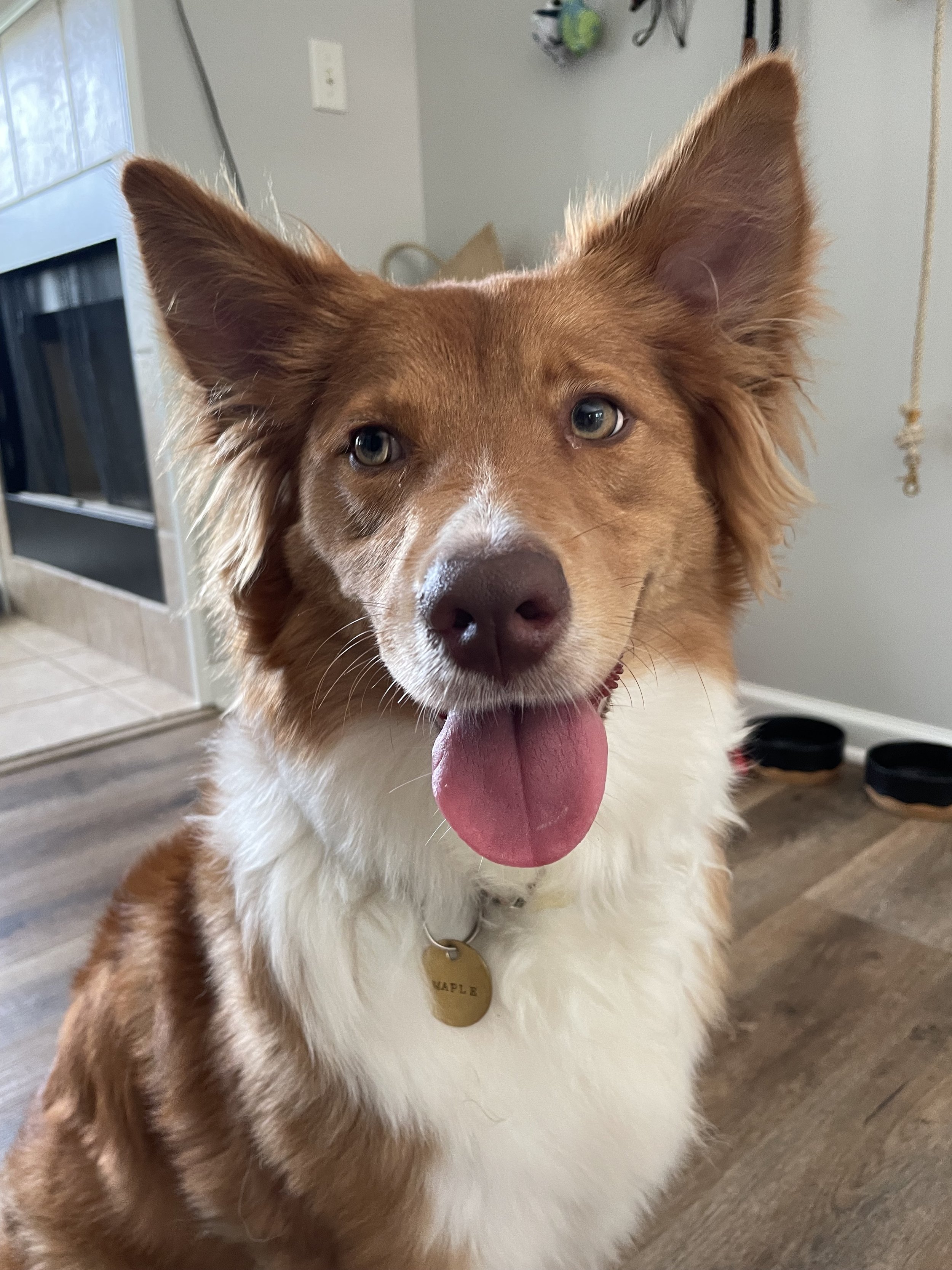 Close-up of a happy brown and white dog with its tongue out, wearing a collar with a tag that says 'Maple.'