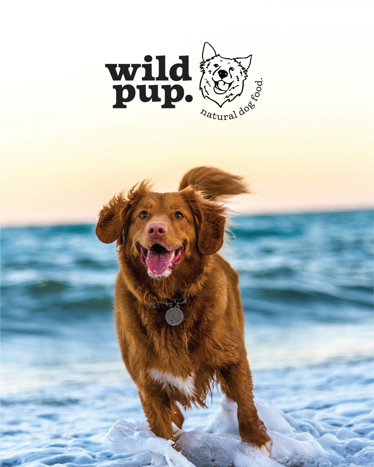 wild pup mocks-03.png