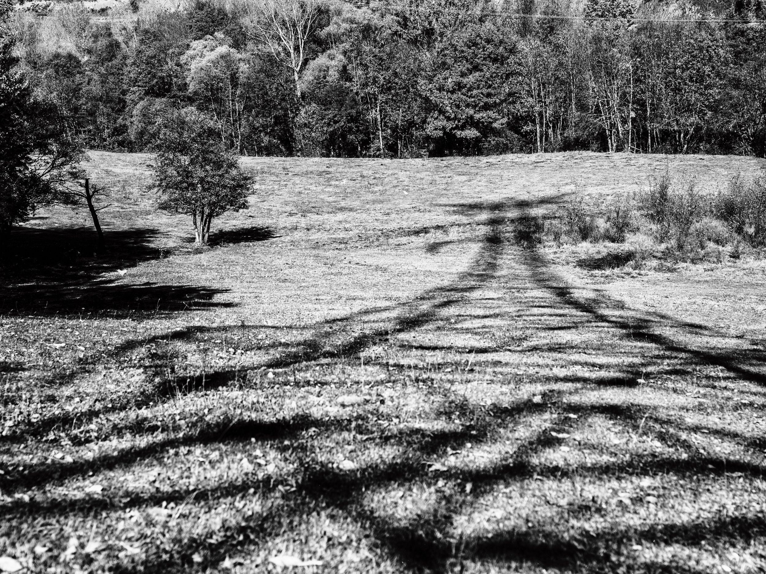 Paisaje en blanco y negro con árboles y sombras alargadas en el suelo.