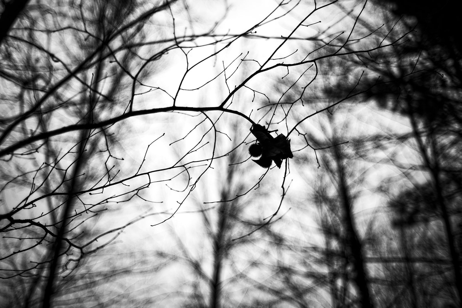 Rama de árbol desnuda con hojas colgantes en un bosque en blanco y negro.