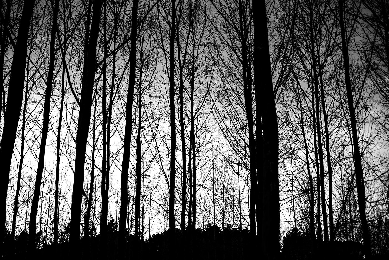 Bosque de árboles sin hojas en silueta con cielo de fondo en blanco y negro.