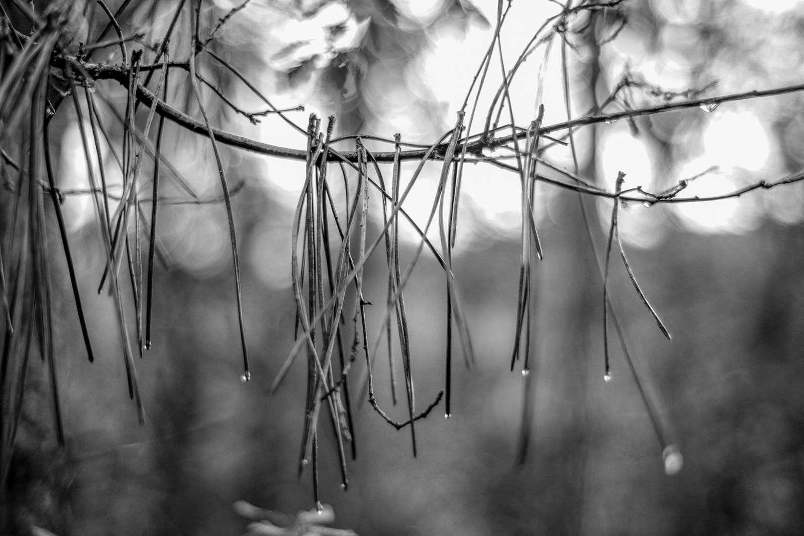 Ramas de pino con agujas largas y gotas de agua, en blanco y negro.
