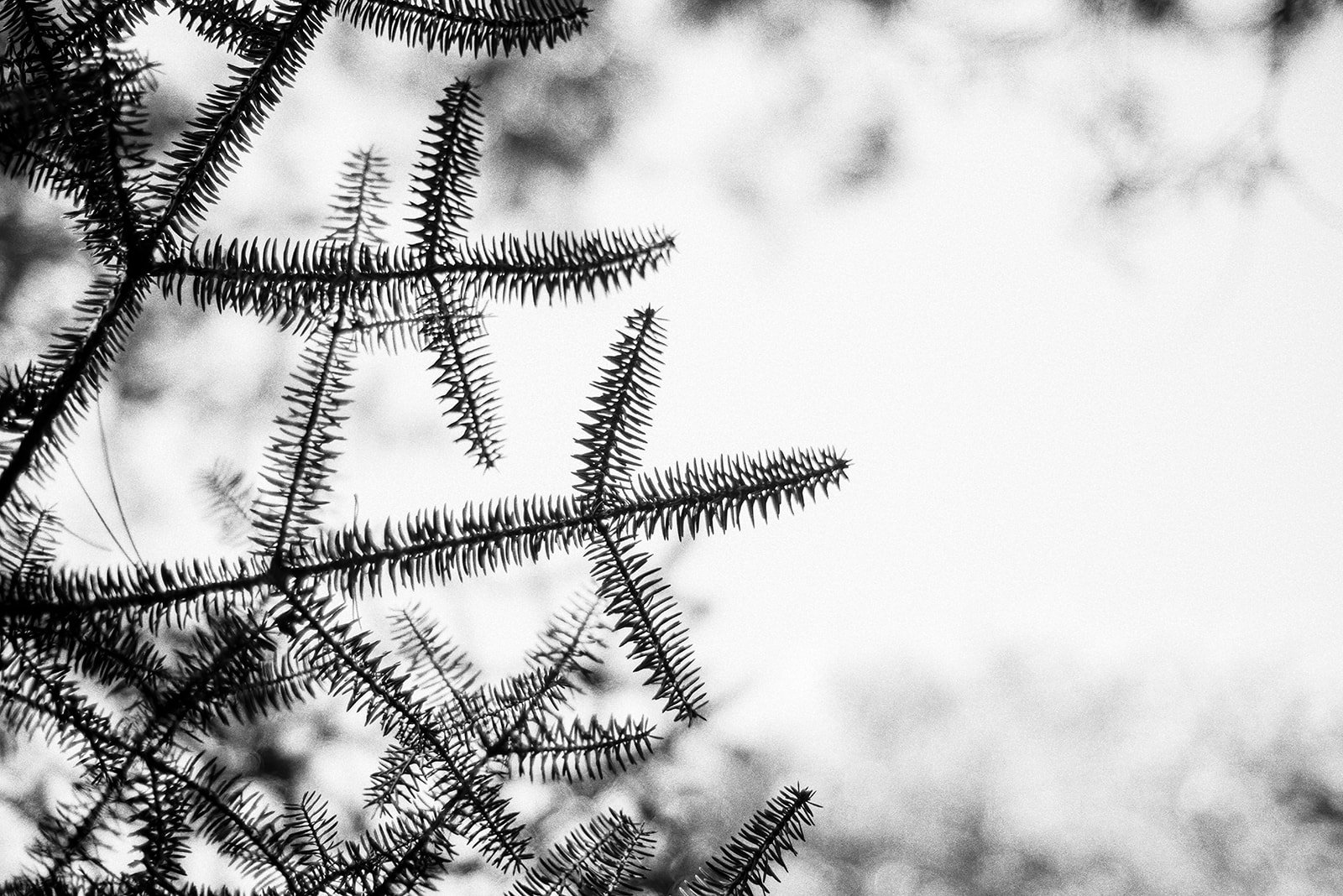 Ramas de árbol con hojas en blanco y negro, fondo desenfocado.