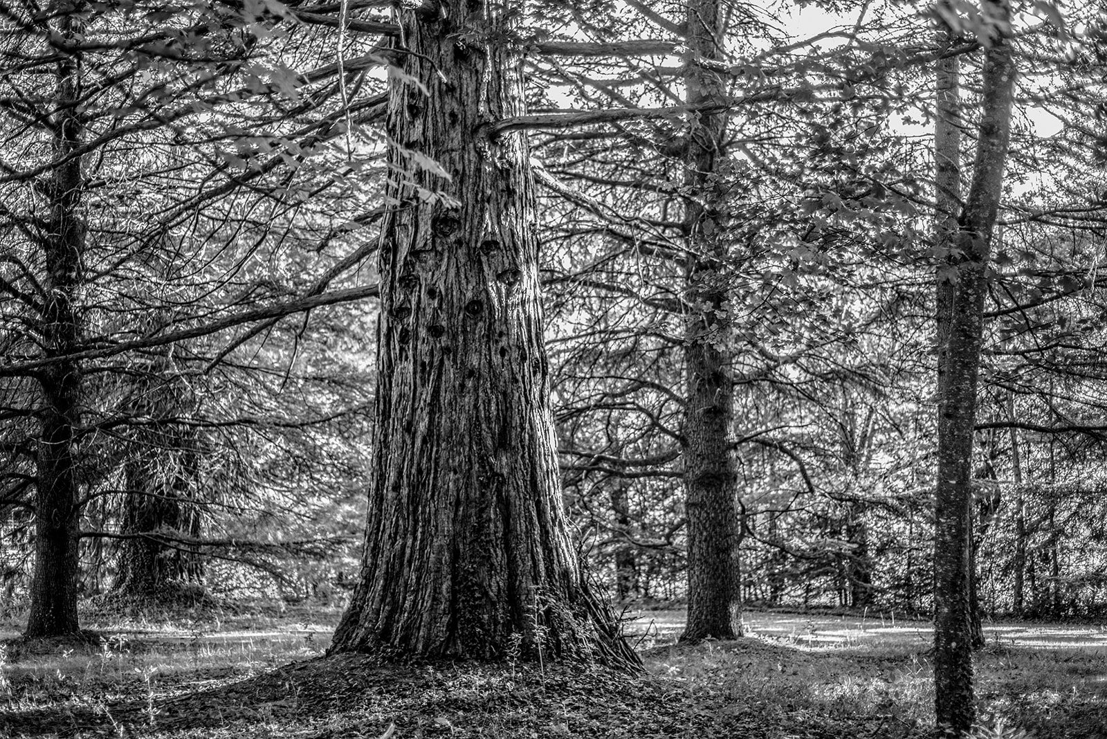 Bosque en blanco y negro con árboles grandes y ramificados, suelo cubierto de hierba y hojas.