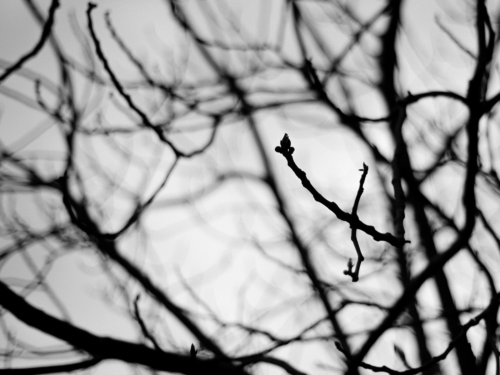 Ramas de árbol sin hojas en silueta contra el cielo gris.