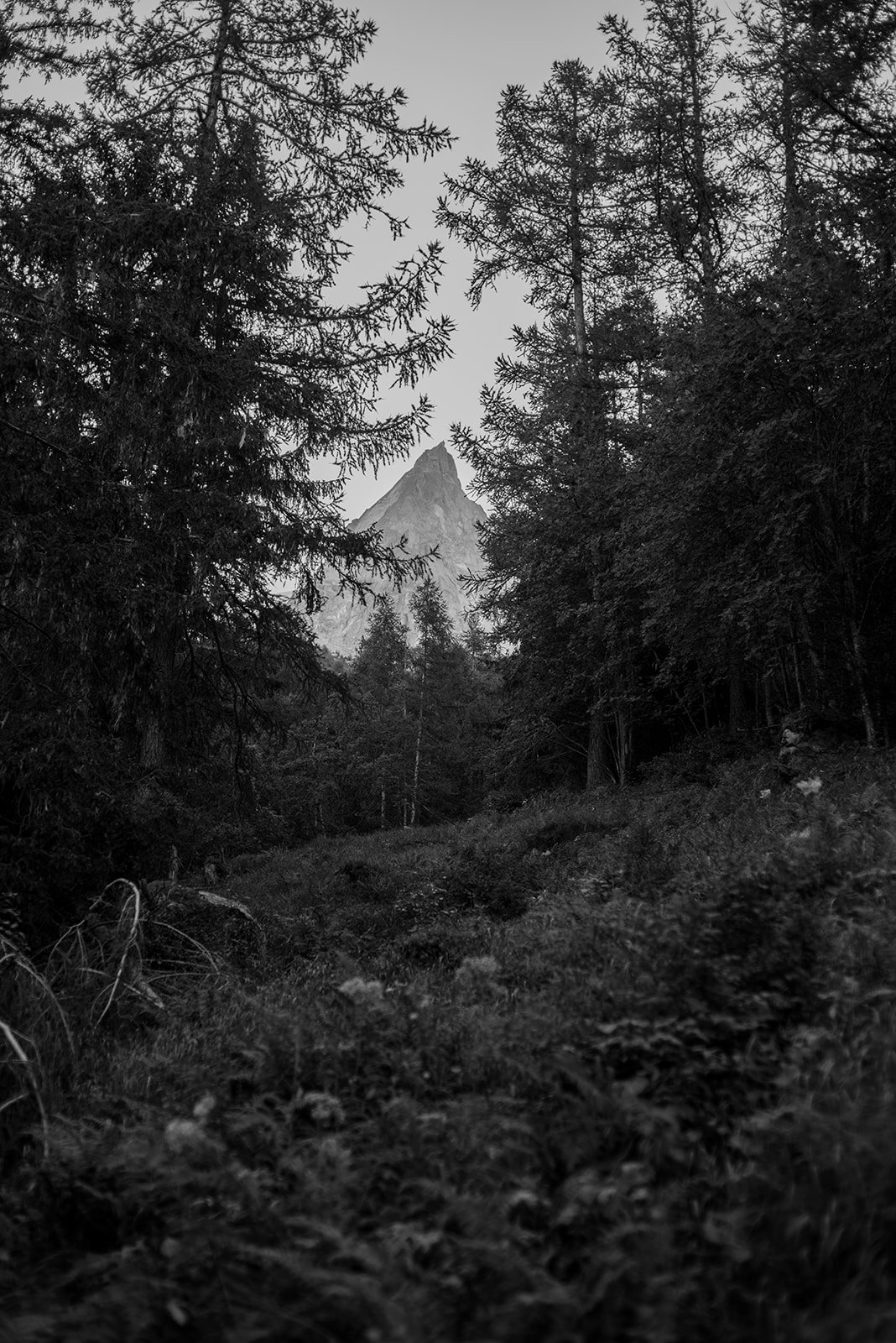 Montaña nevada al fondo, rodeada de árboles y bosque en primer plano en blanco y negro.
