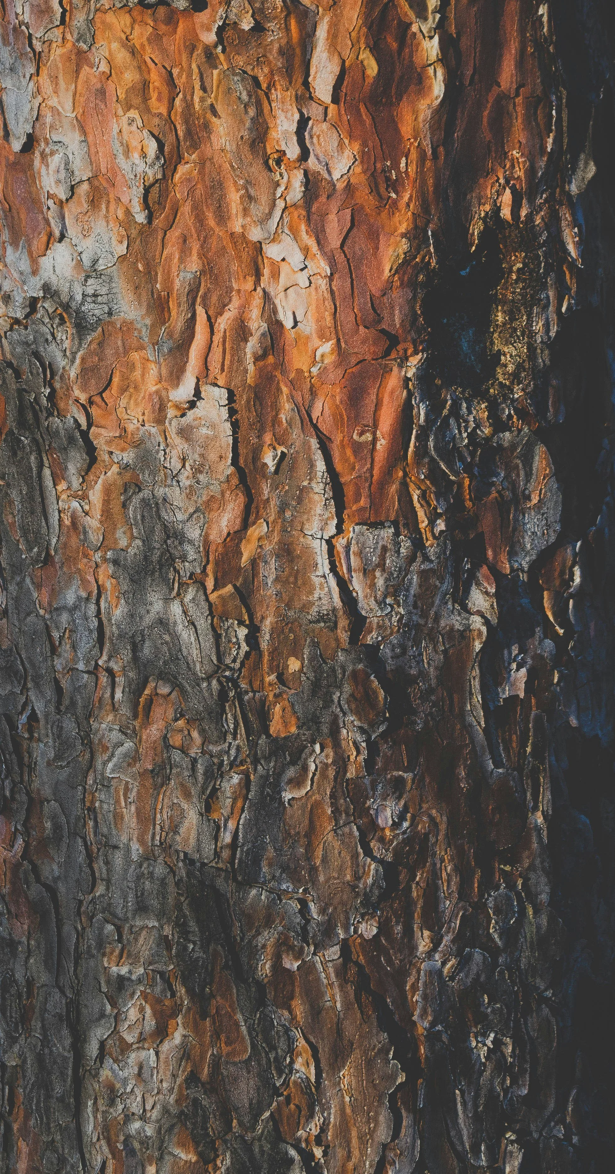 hardwood tree bark